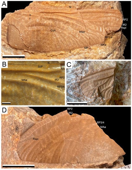 Biology 11 00273 g002 550