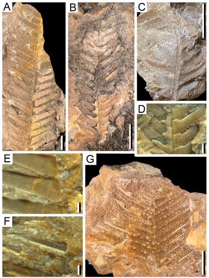 Biology 11 00273 g004 550