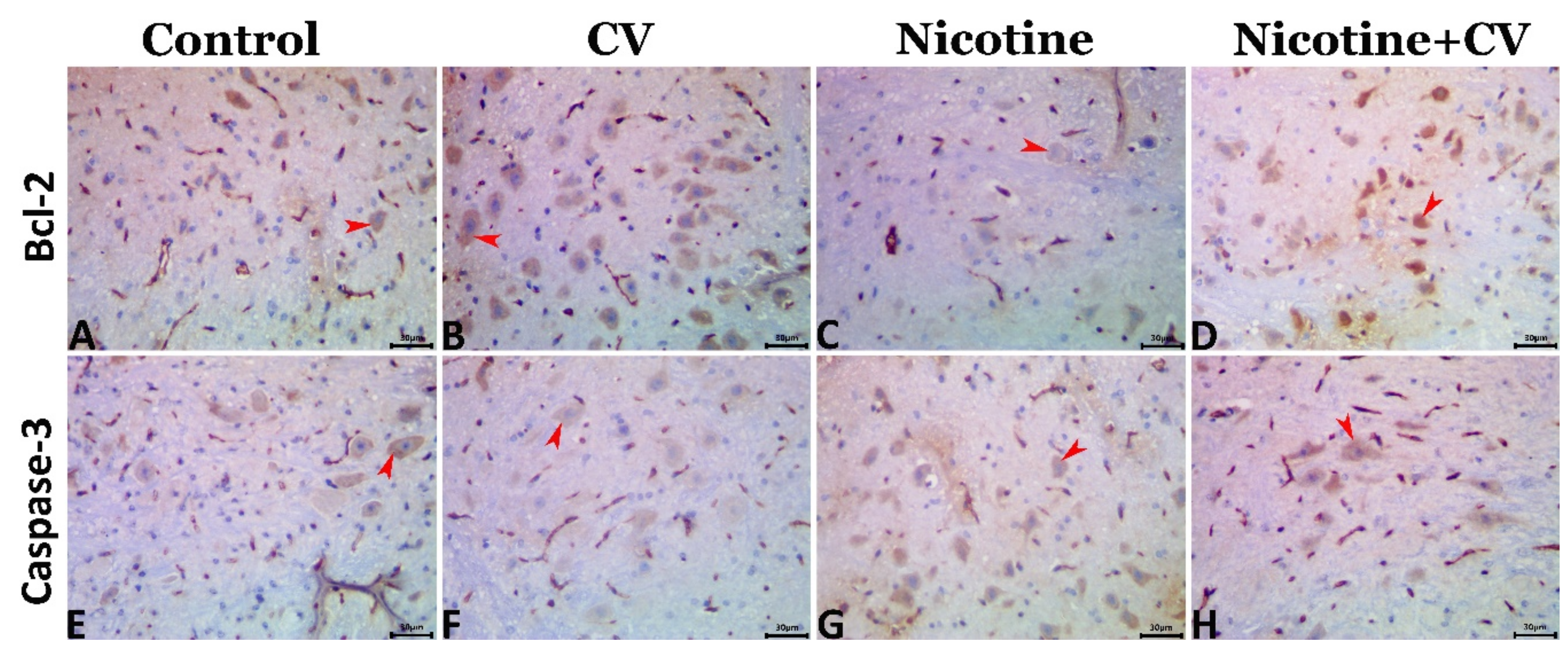 Biology 11 00279 g003