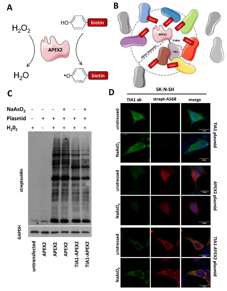 Biology 11 00287 g001