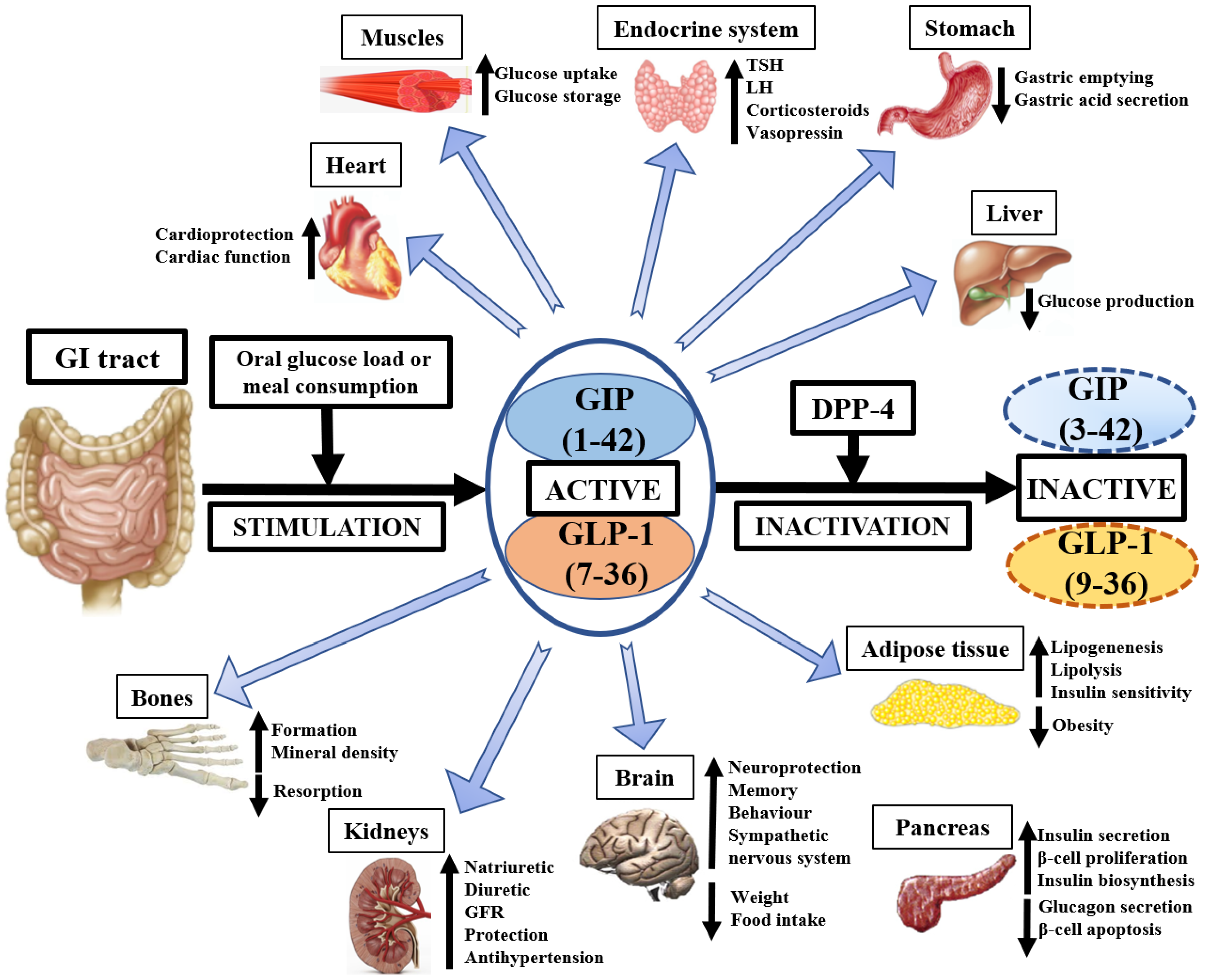 Biology 11 00288 g001 Biology 11 00288 g001