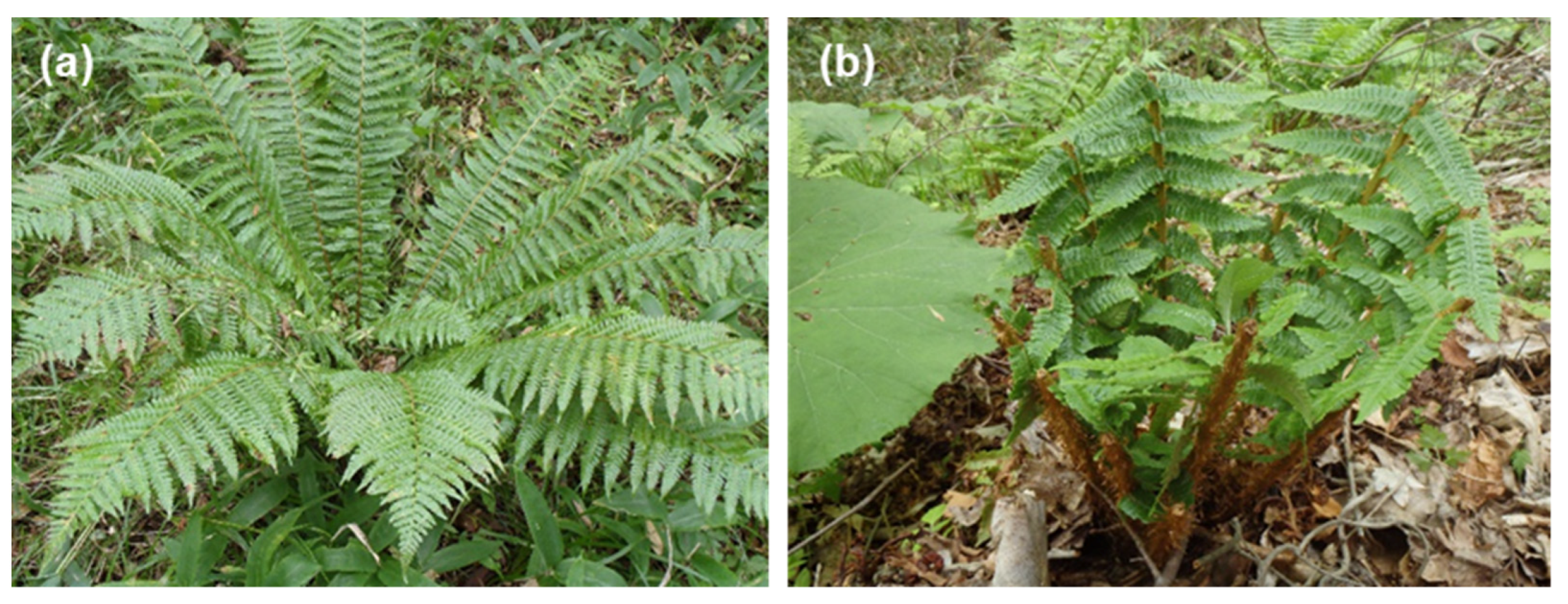 Biology 11 00302 g003