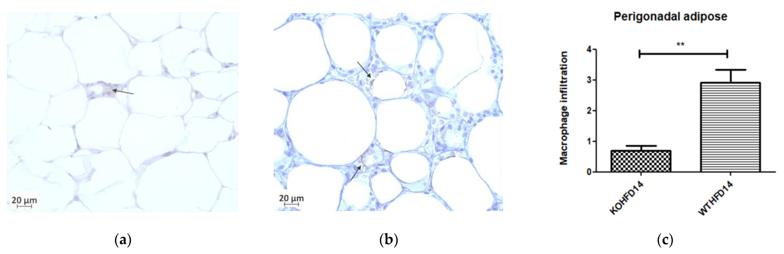 Biology 11 00311 g011a