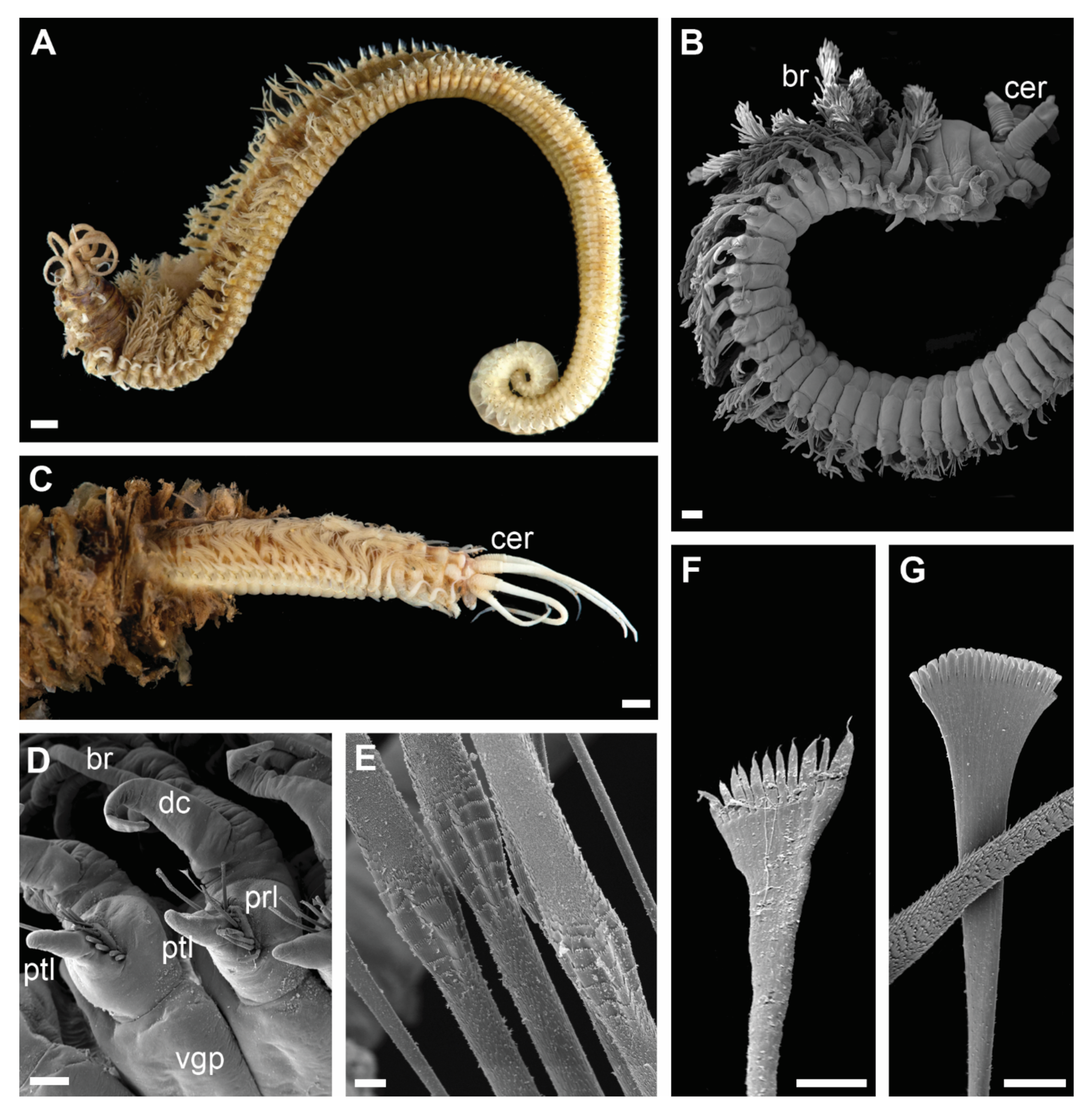 Biology 11 00327 g003