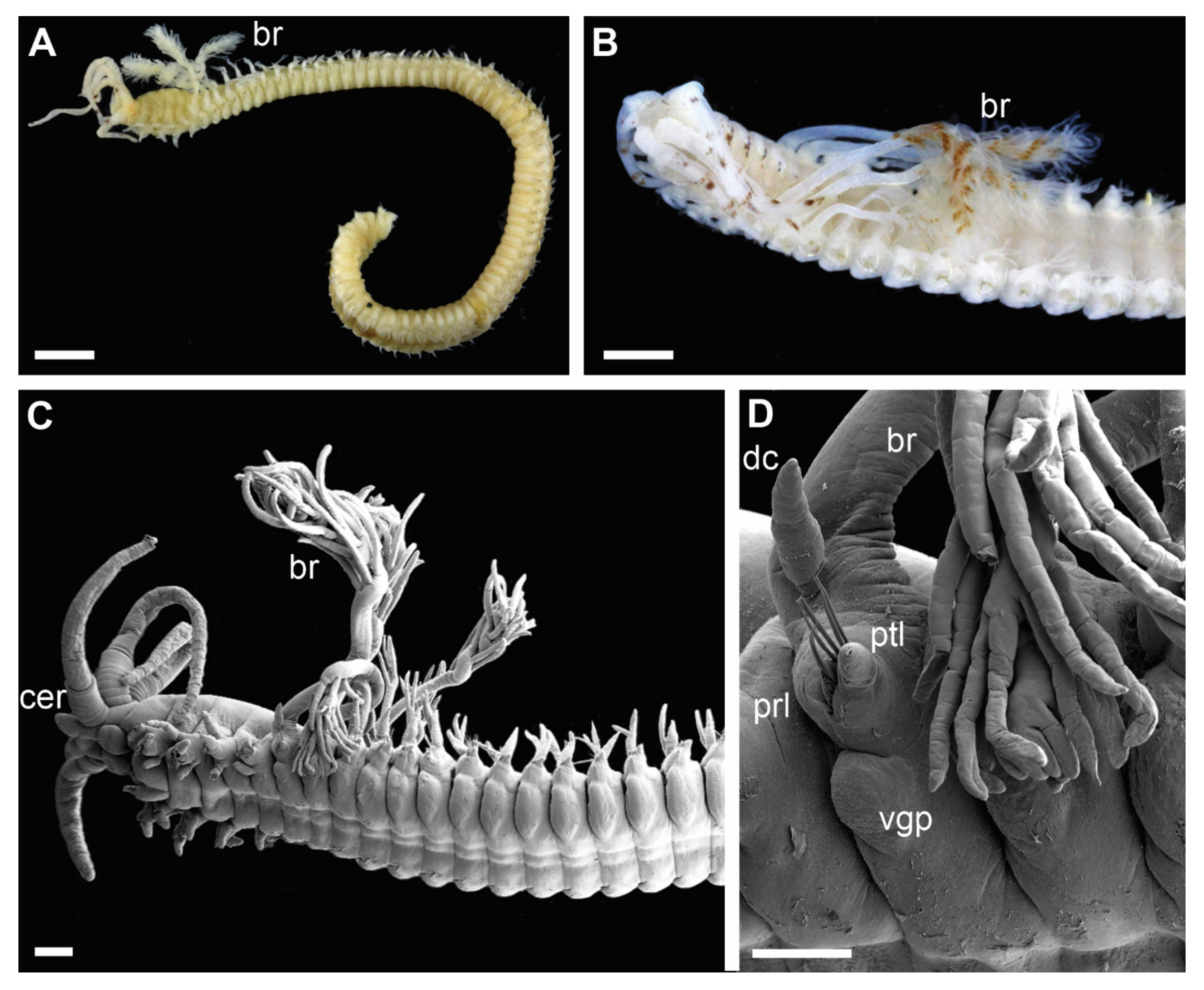 Biology 11 00327 g004