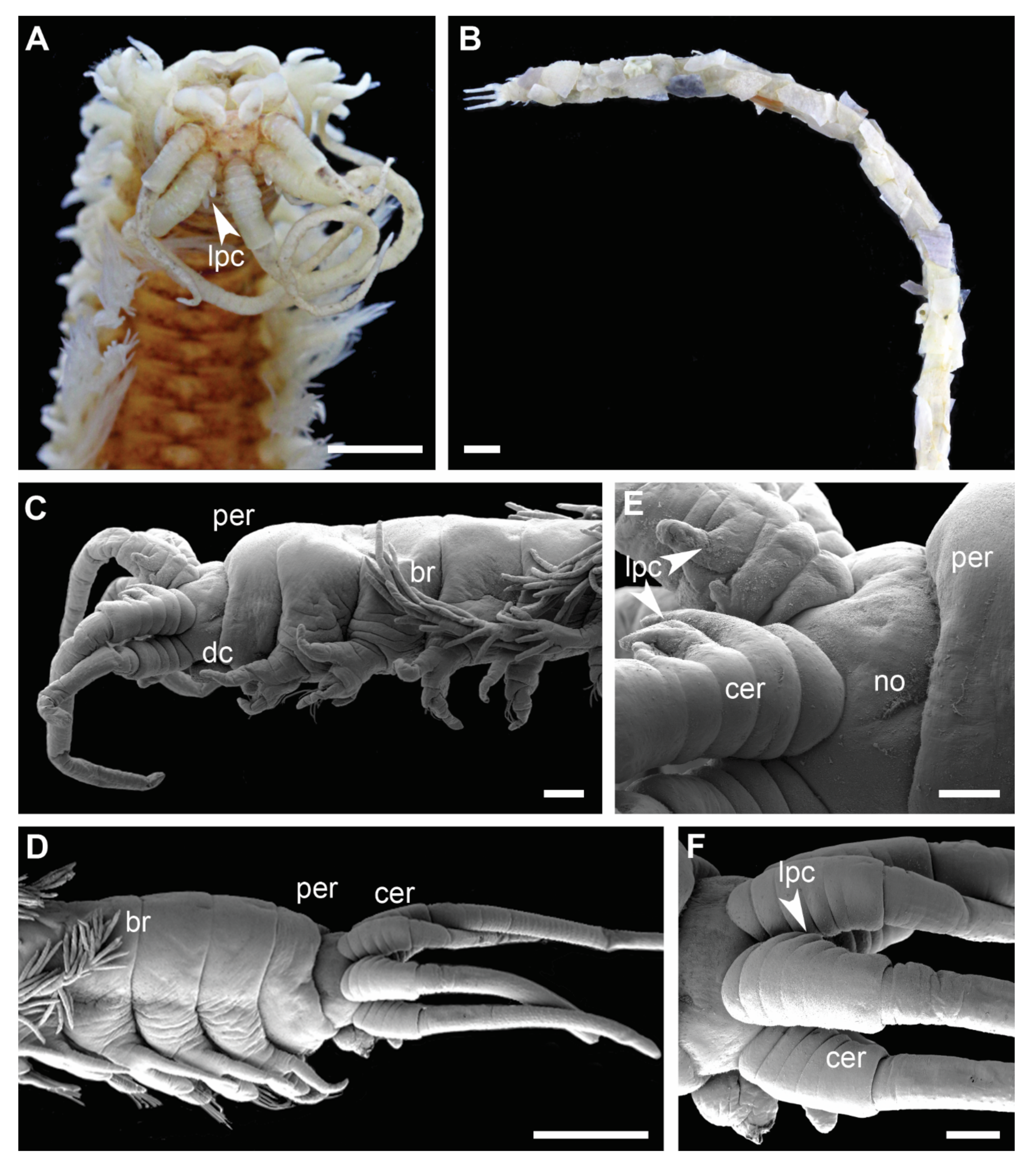 Biology 11 00327 g005