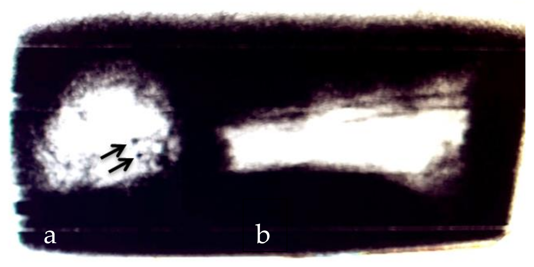 Biology 11 00328 g001