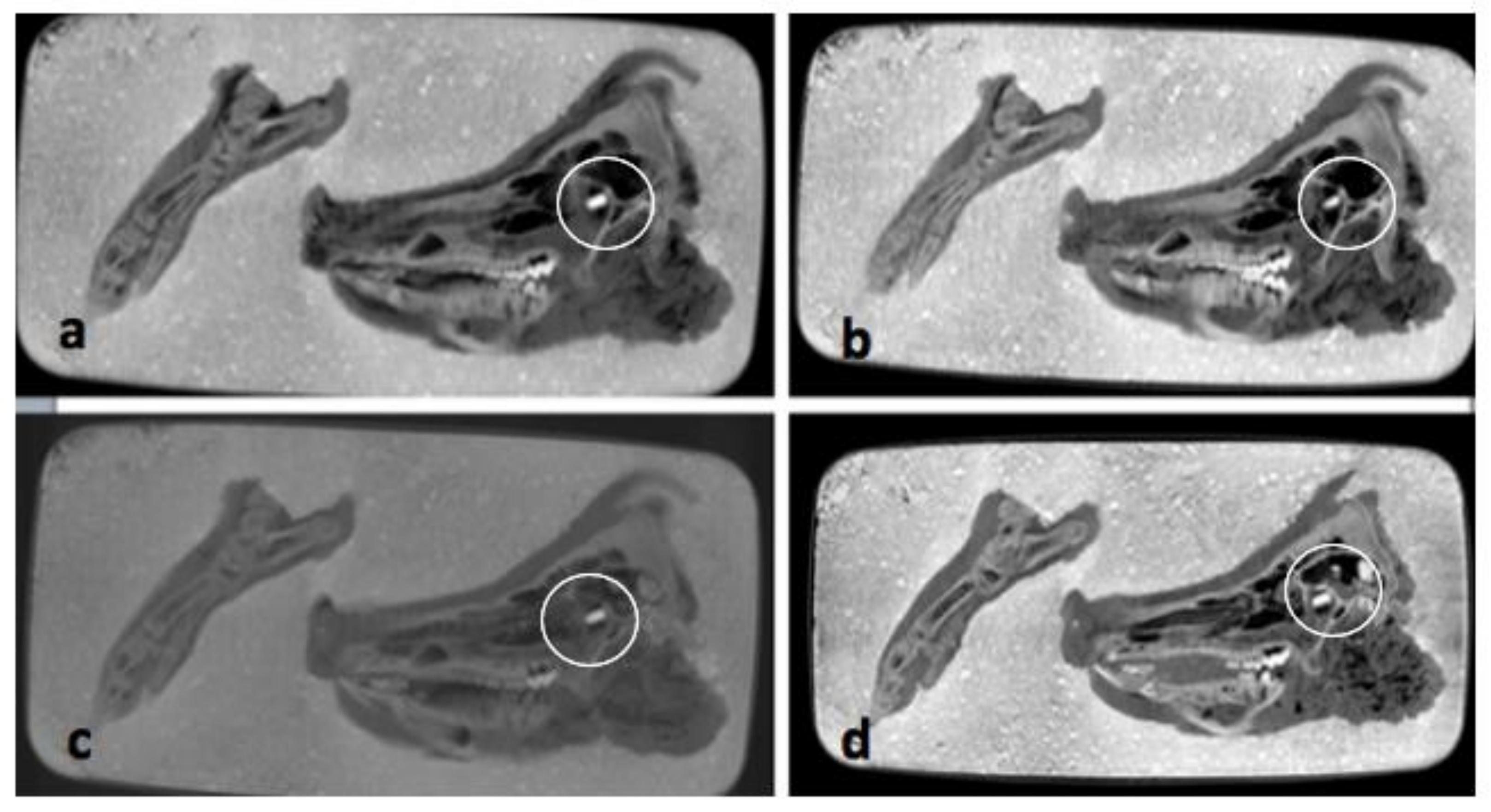 Biology 11 00328 g004