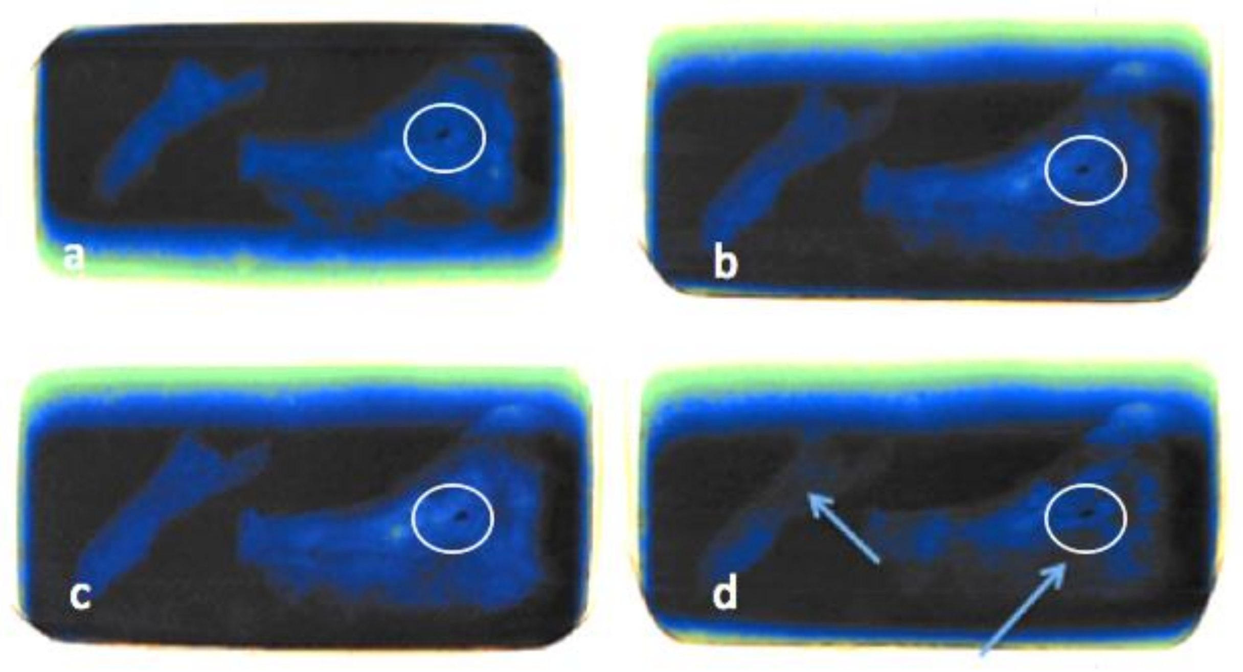 Biology 11 00328 g005
