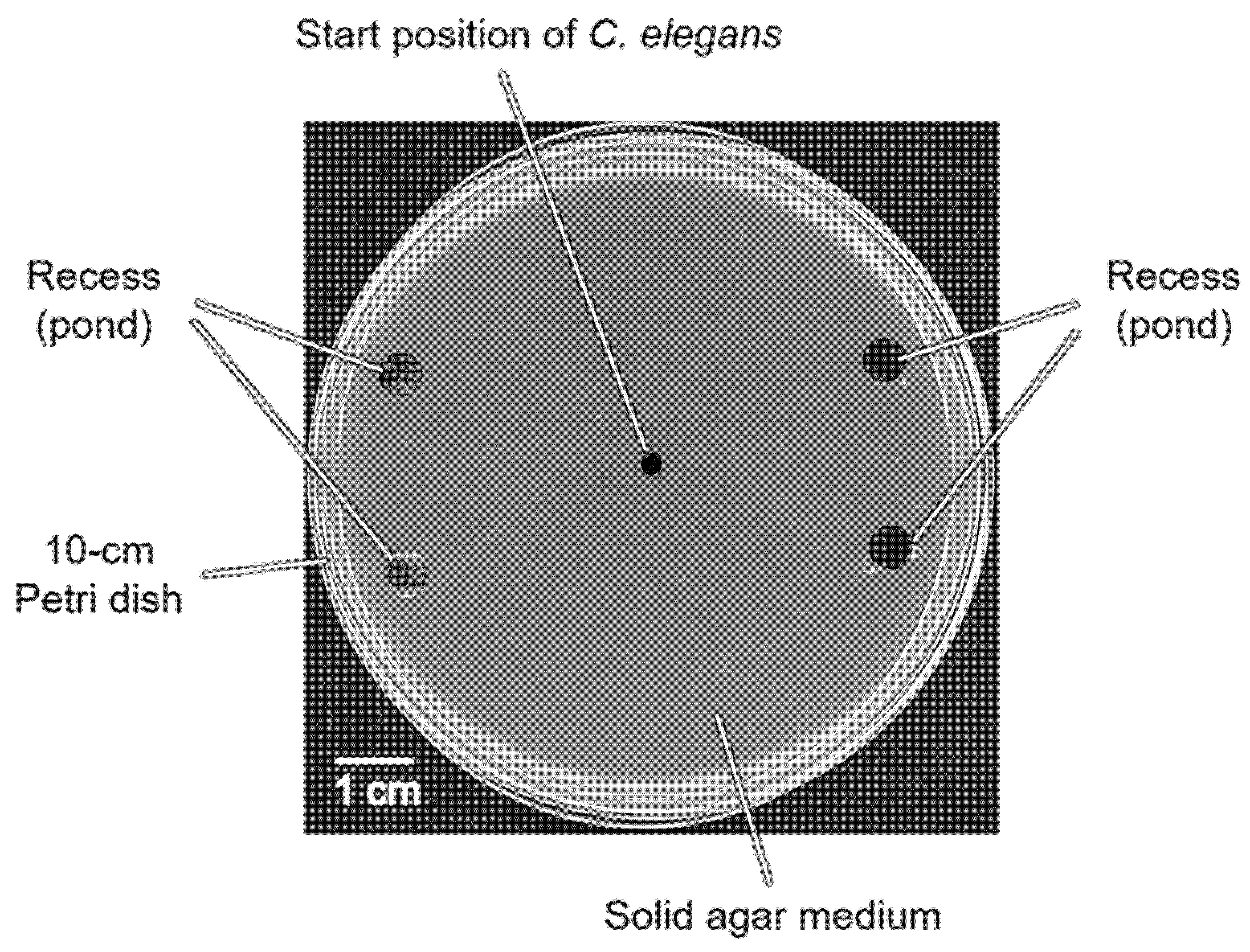 Biology 11 00335 g002