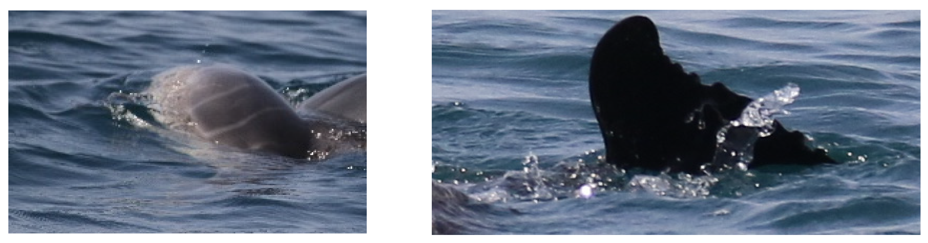 Biology 11 00337 g002