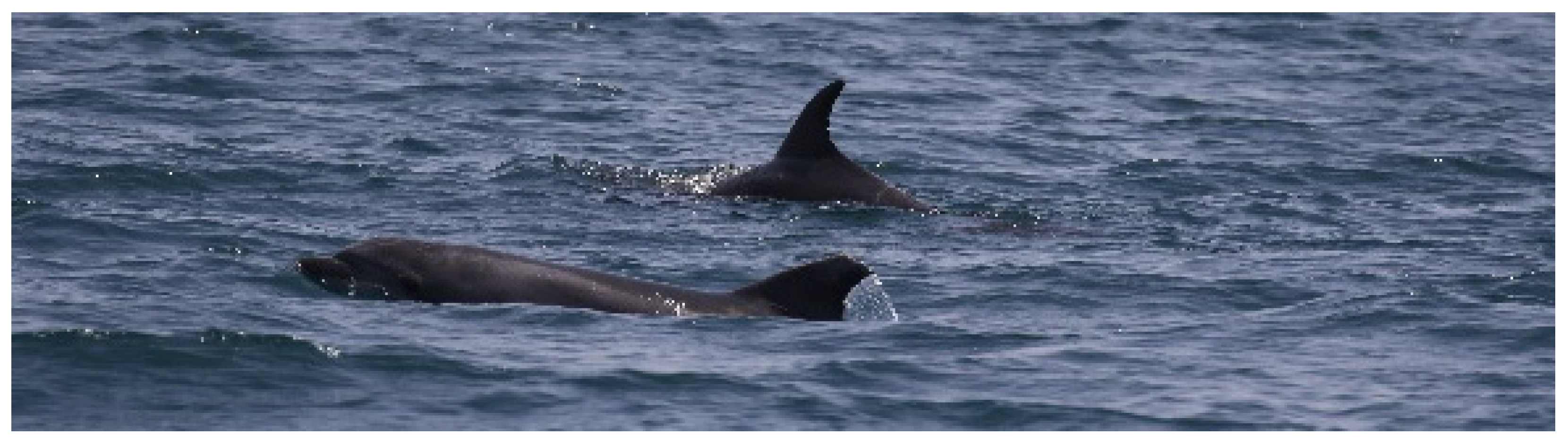 Biology 11 00337 g004