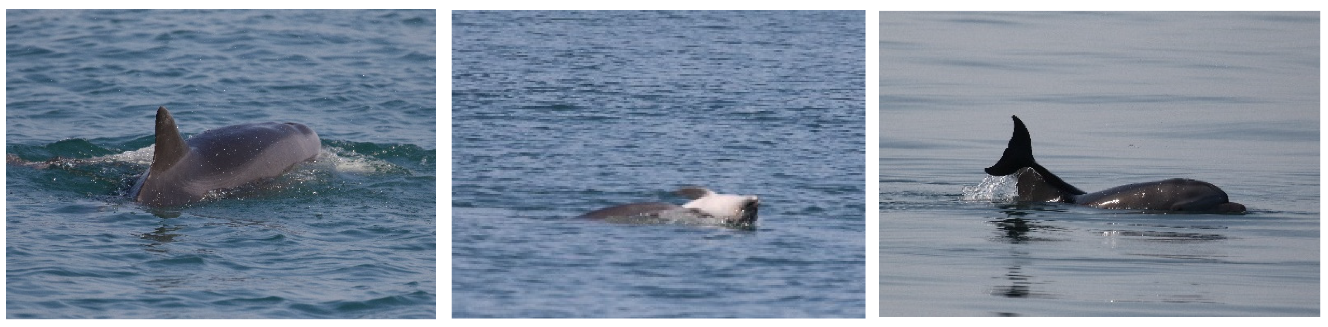 Biology 11 00337 g008