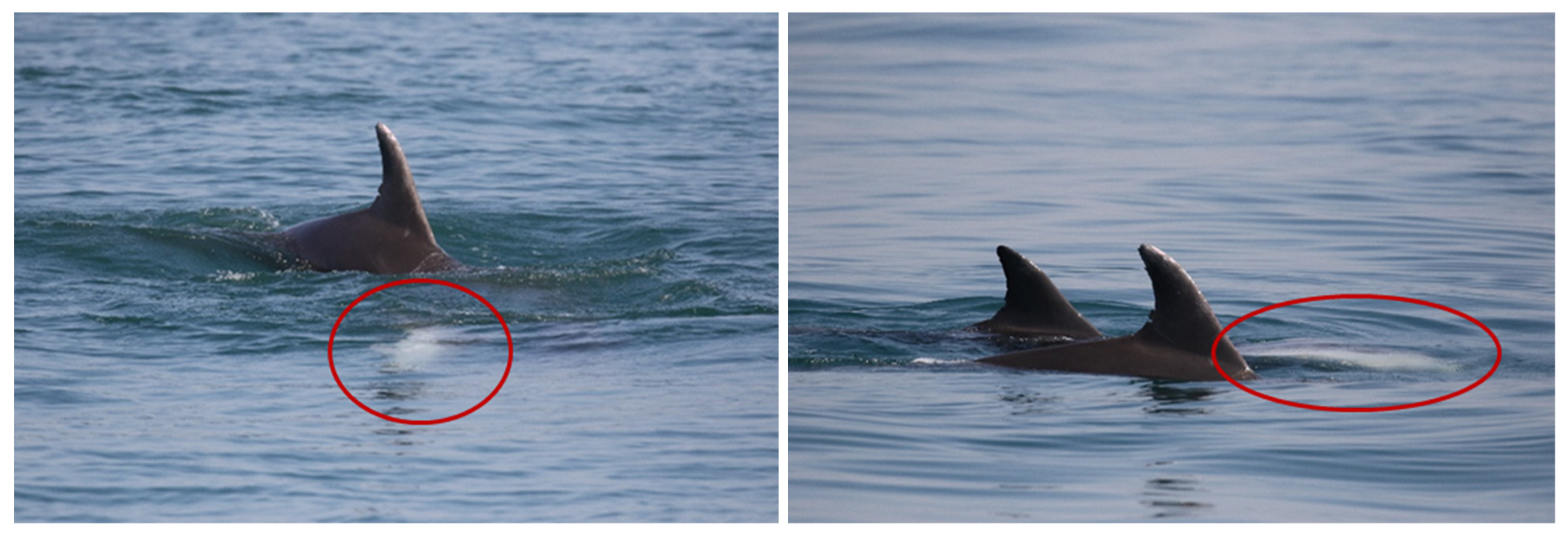 Biology 11 00337 g009