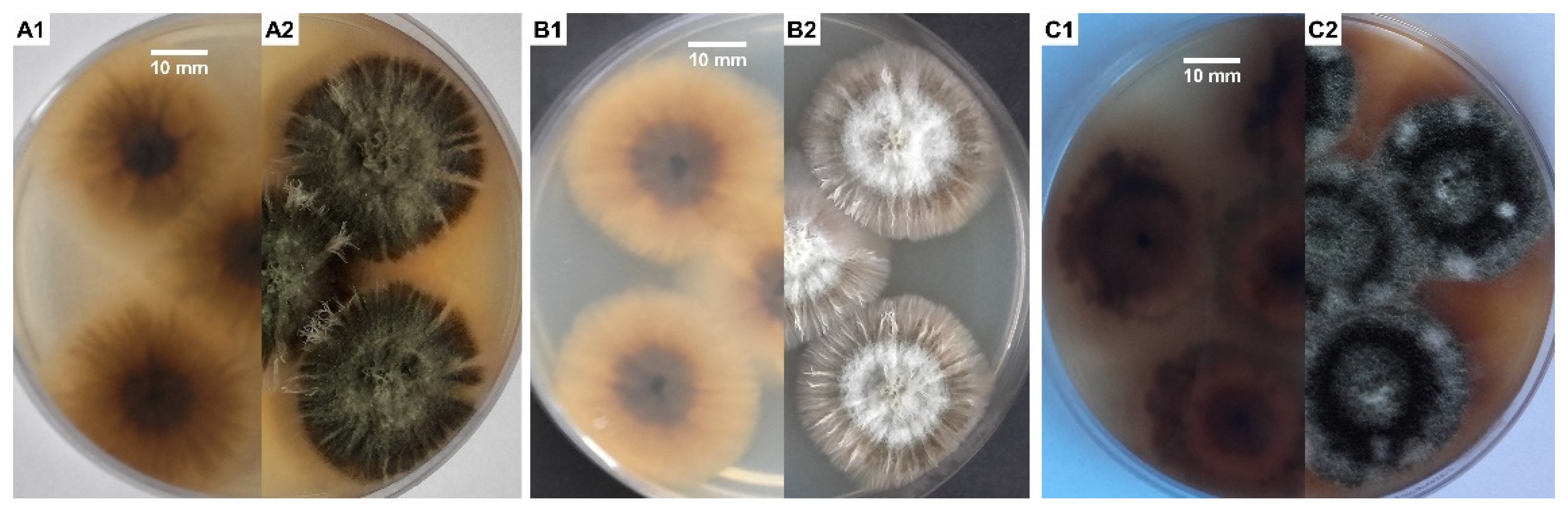 Biology 11 00352 g001