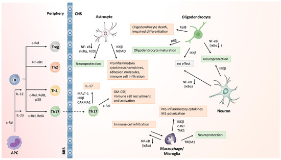 Biology 11 00372 g005
