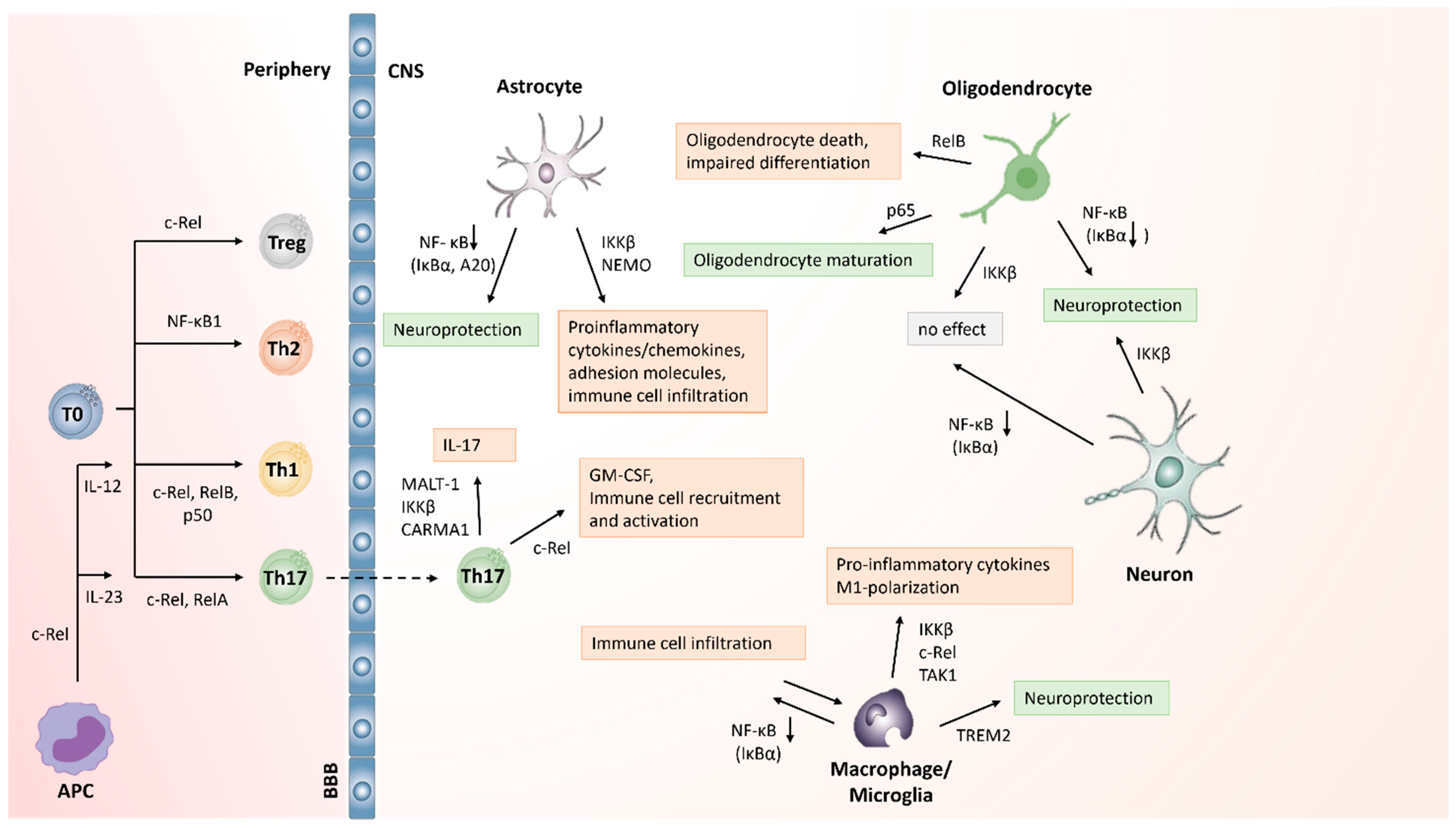 Biology 11 00372 g005