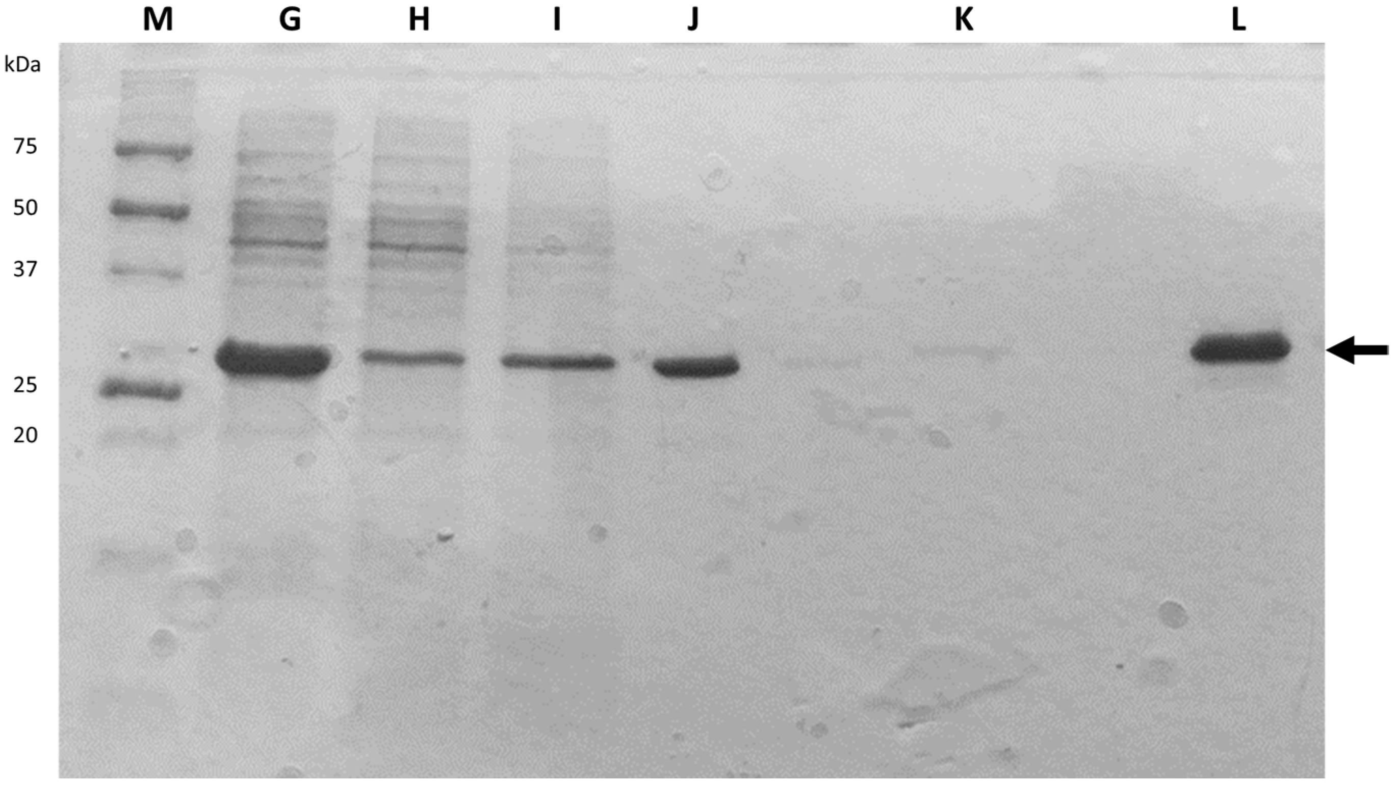 Biology 11 00387 g004