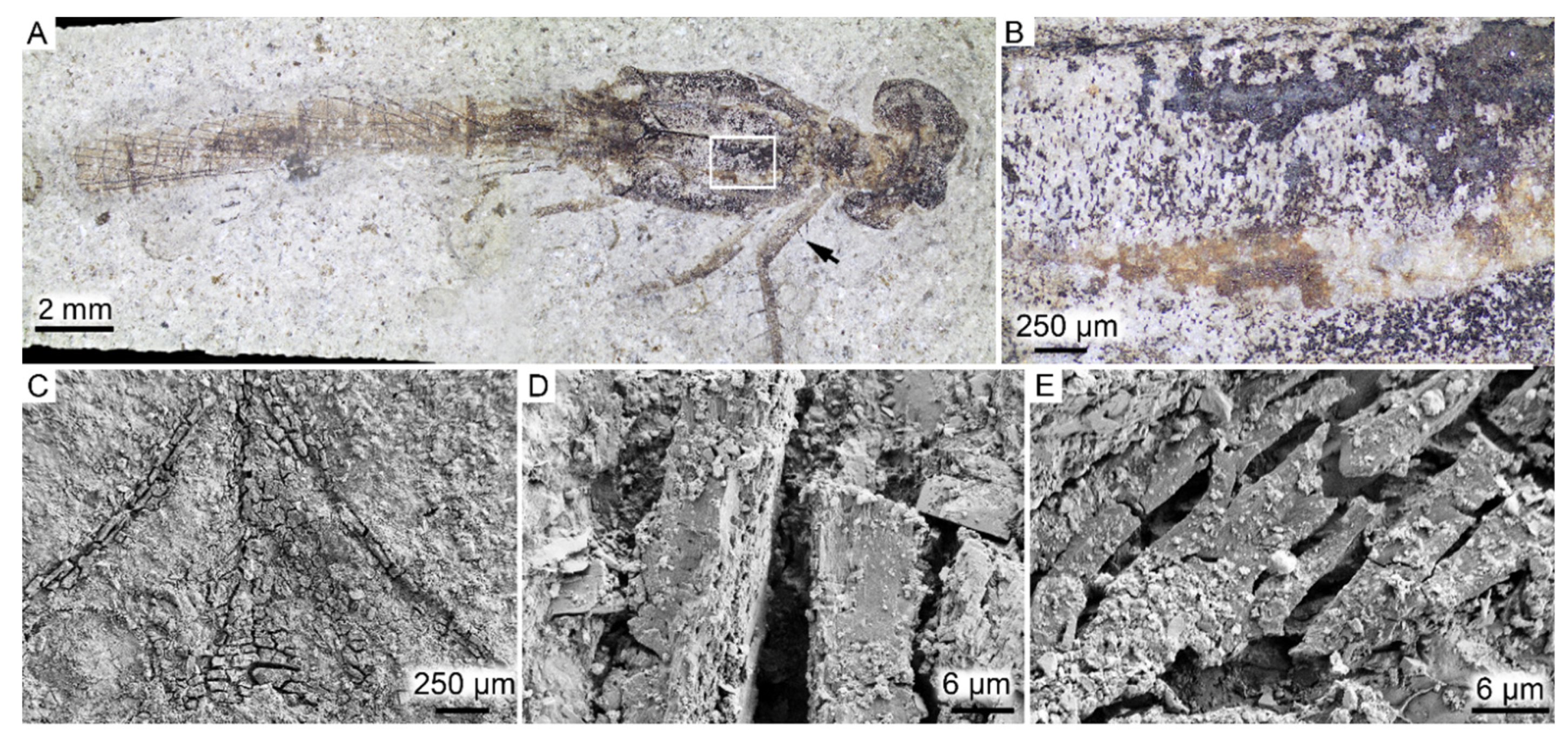Biology 11 00395 g005 Biology 11 00395 g005