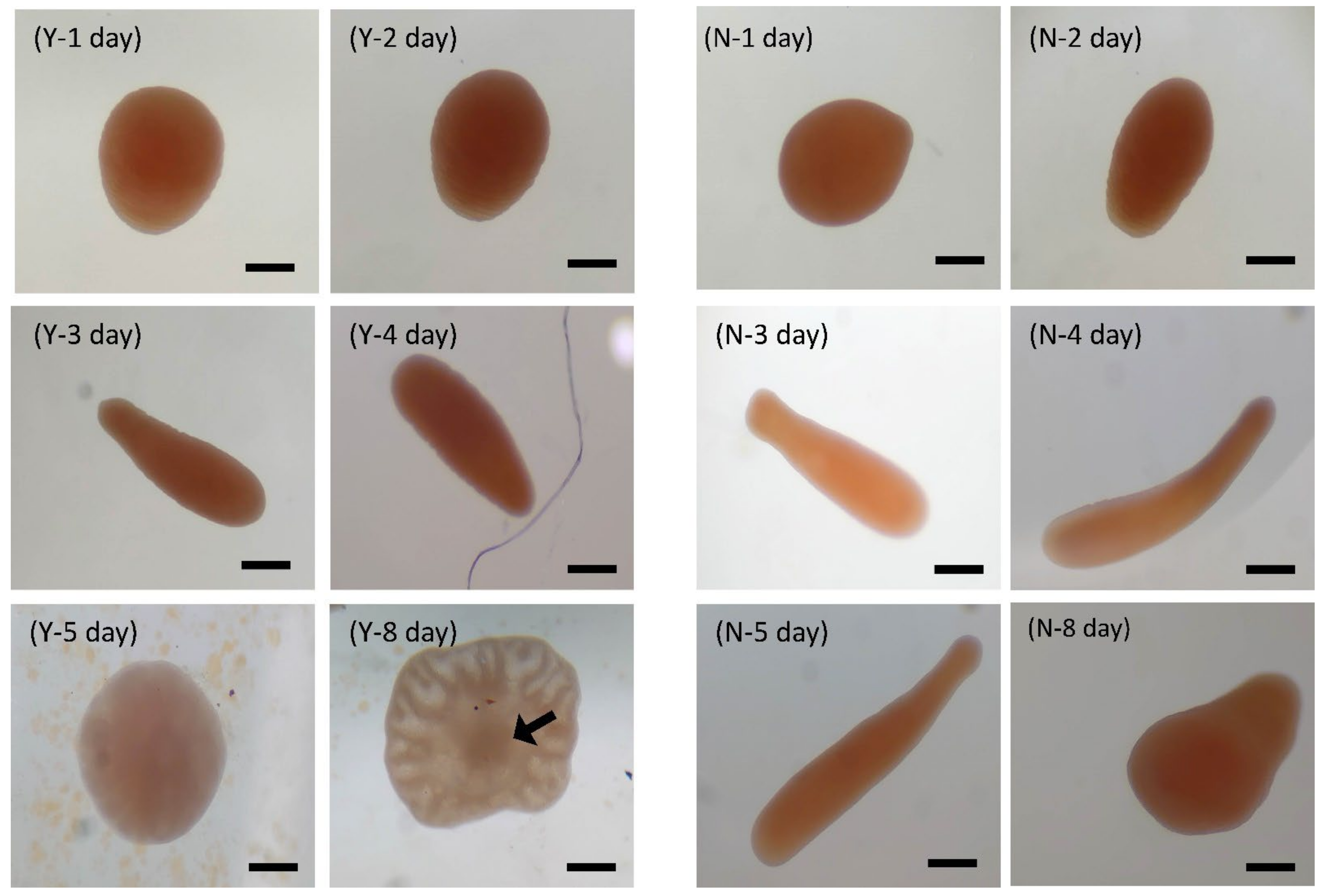Biology 11 00410 g007