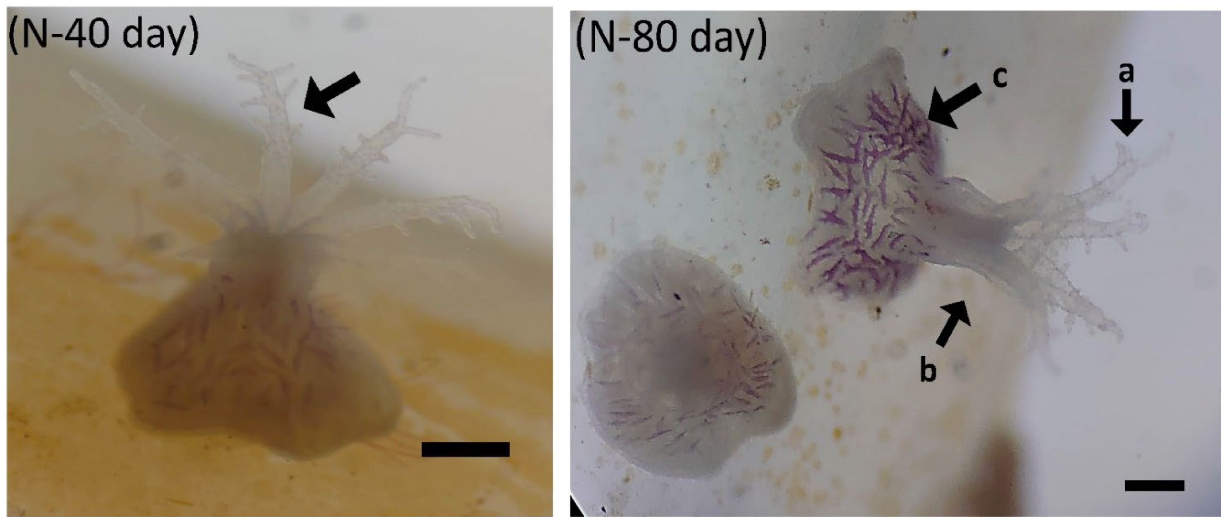 Biology 11 00410 g009