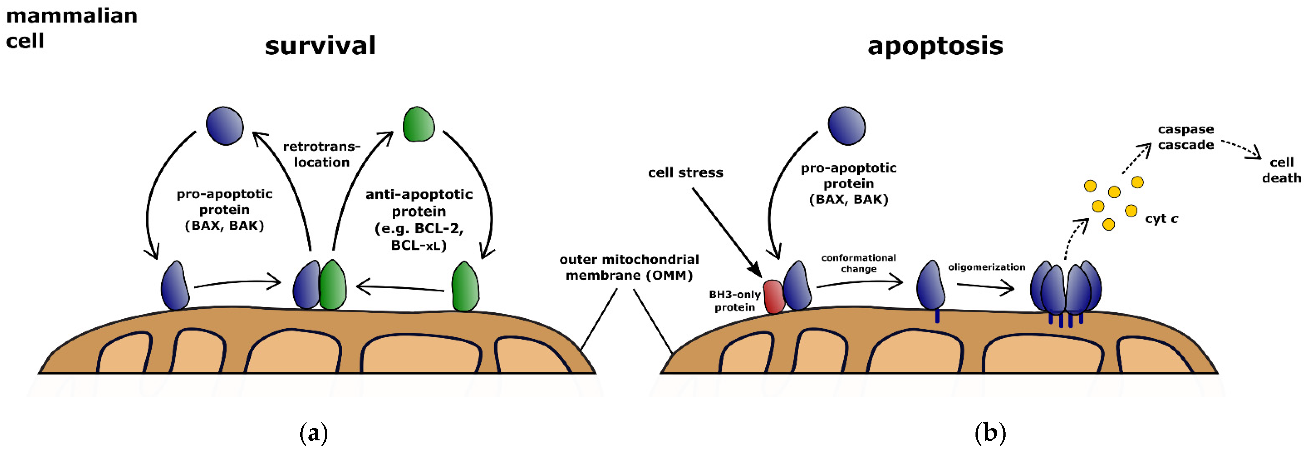Biology 11 00412 g001