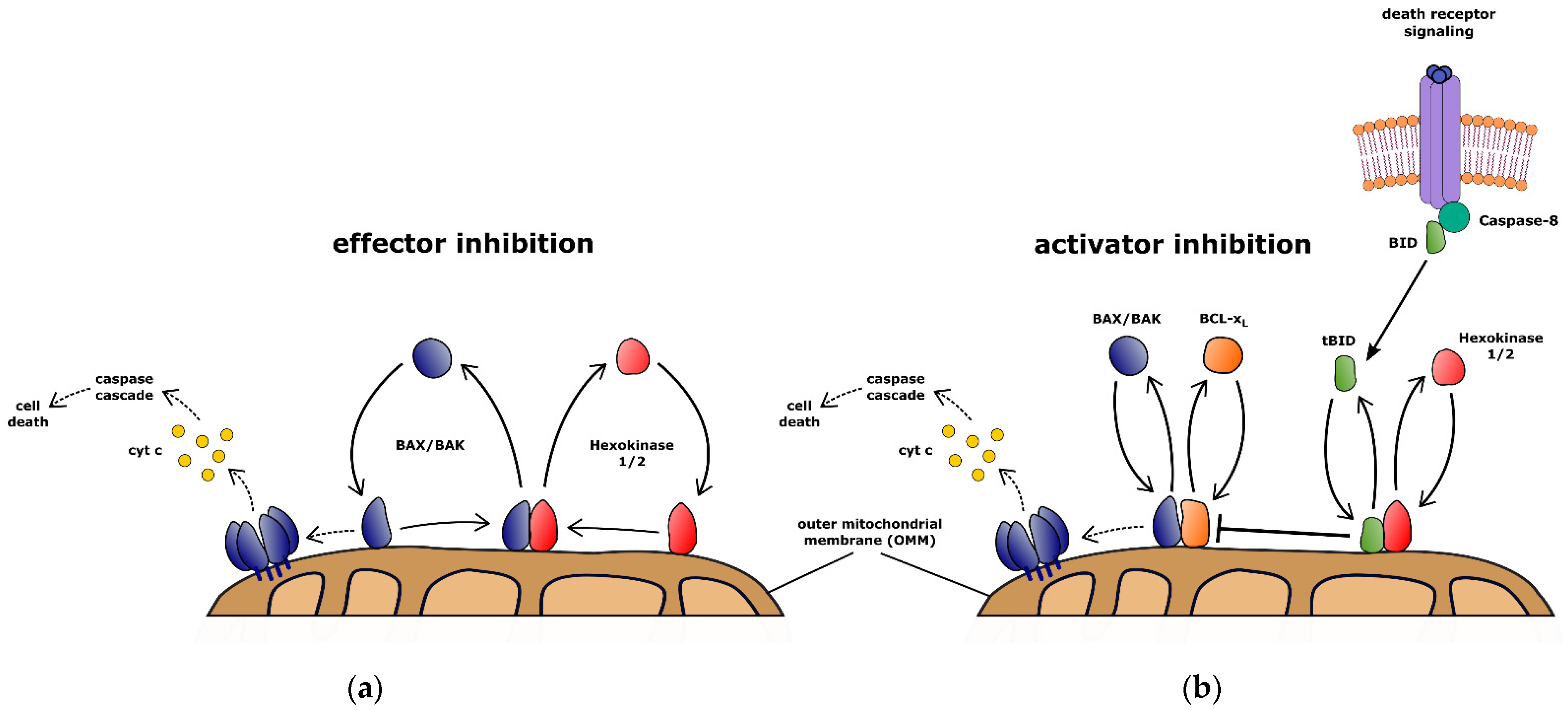 Biology 11 00412 g003