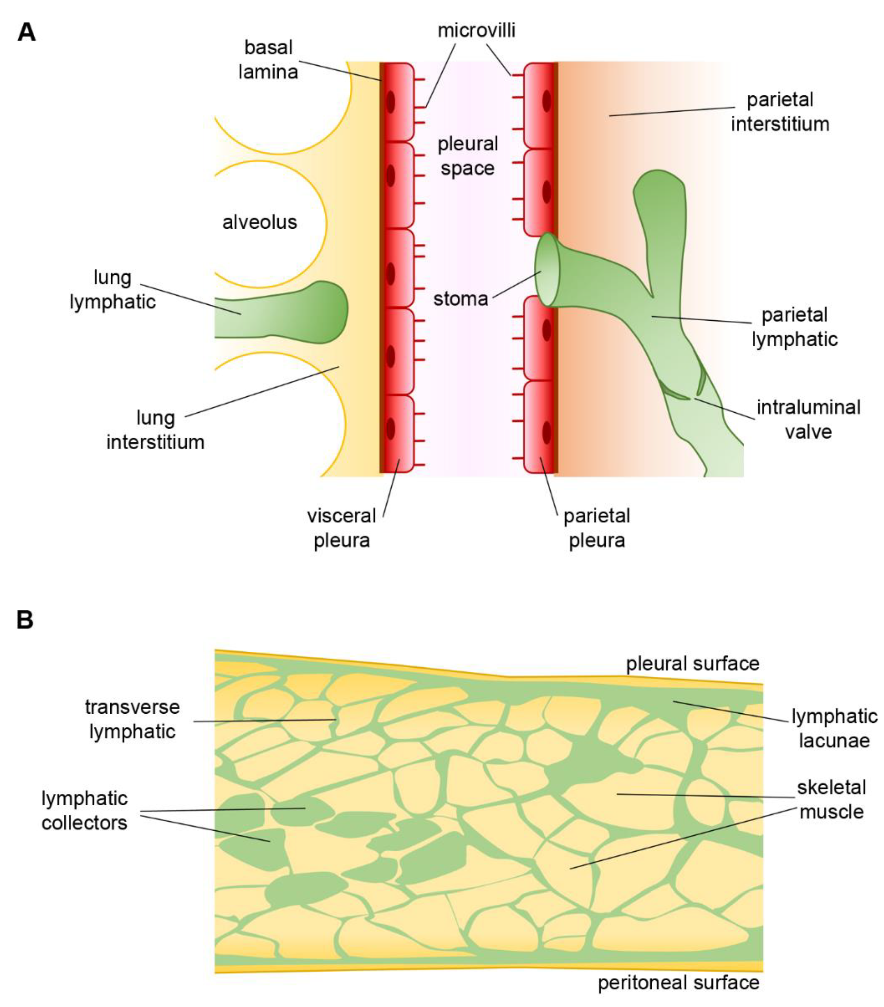 Biology 11 00419 g003 Biology 11 00419 g003