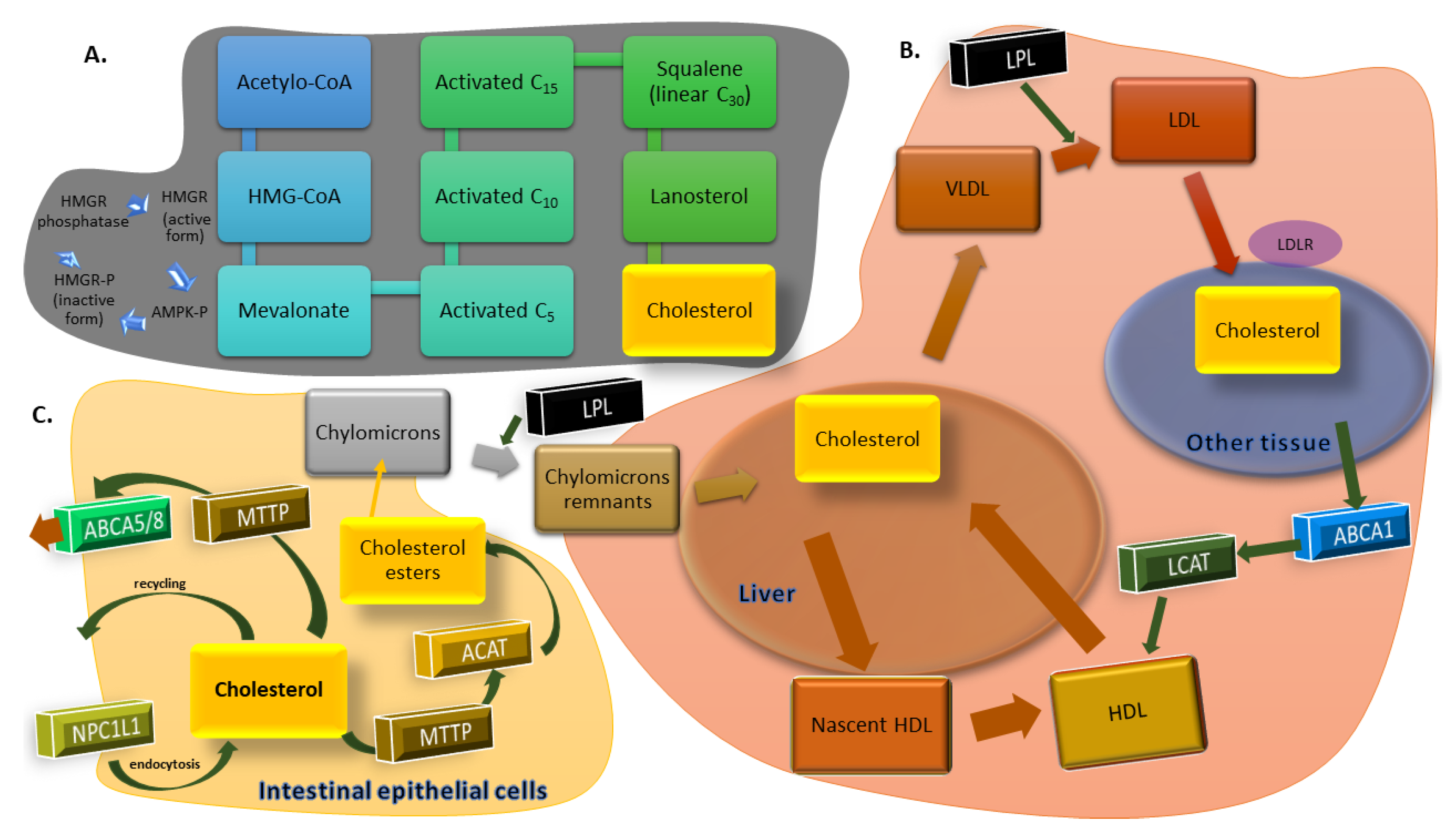 Biology 11 00430 g001
