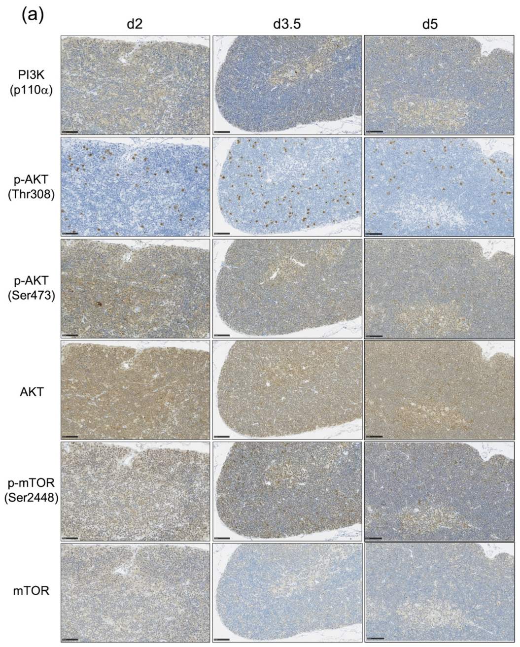 Biology 11 00449 g003a