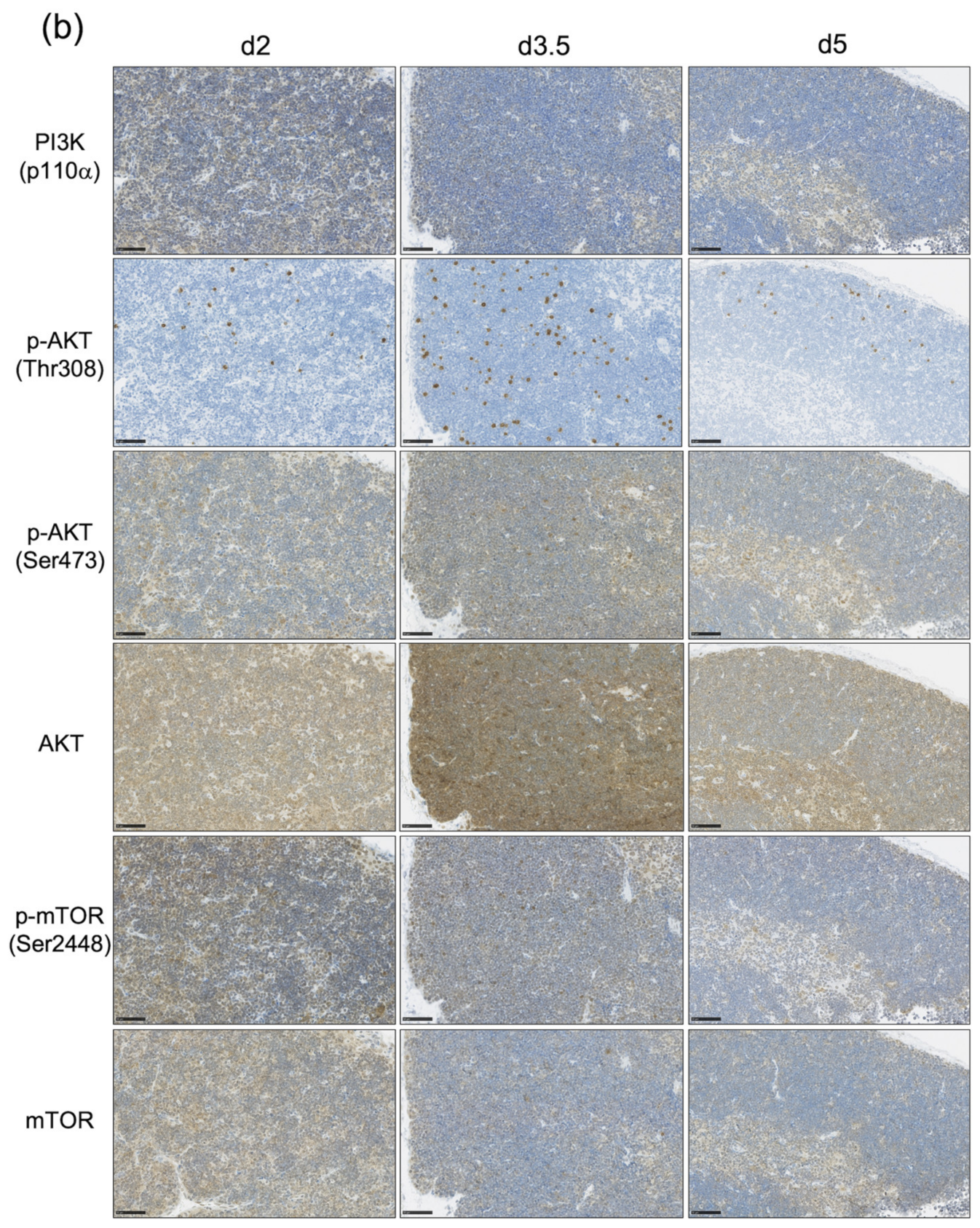 Biology 11 00449 g003b