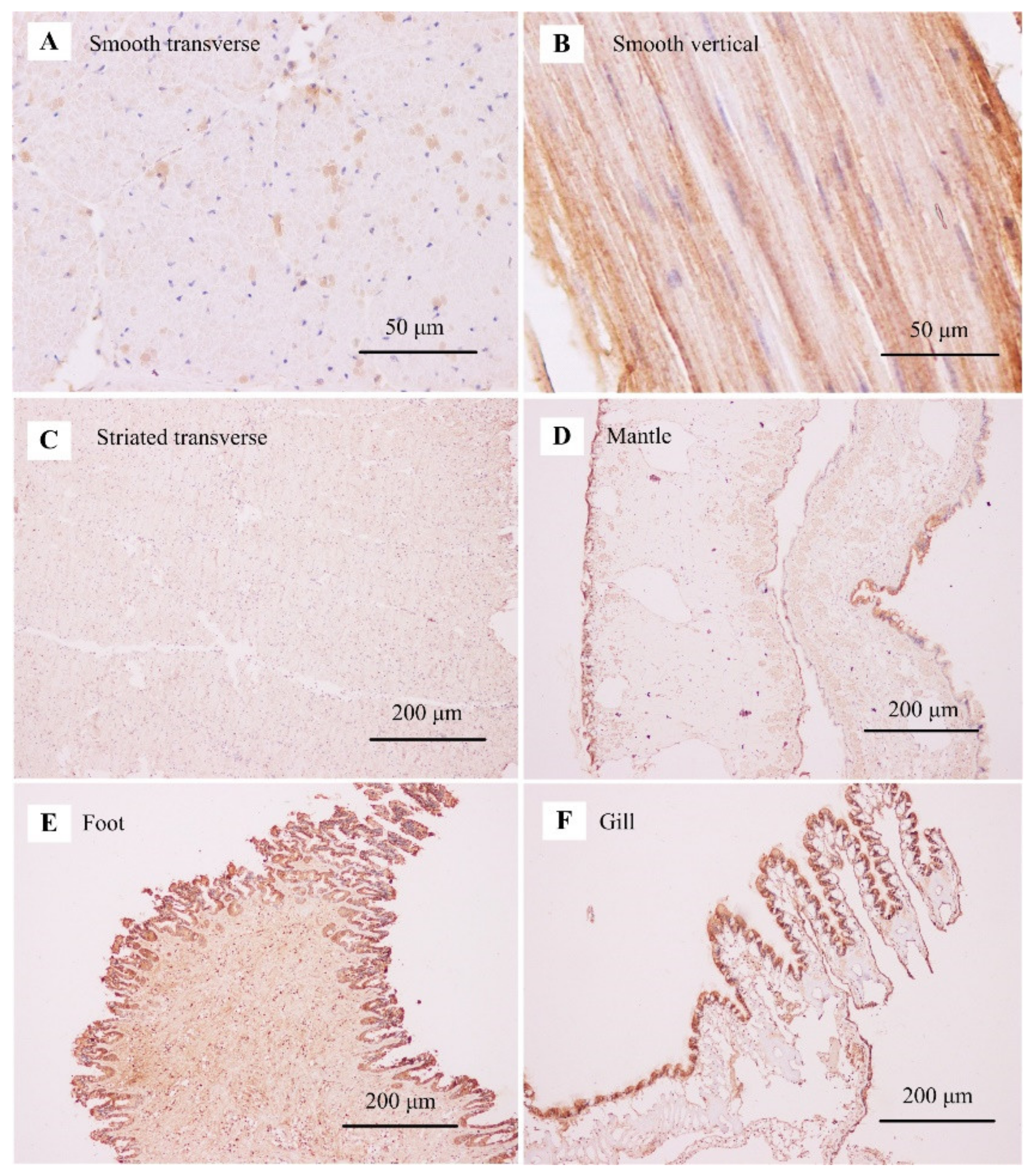 Biology 11 00453 g007 Biology 11 00453 g007