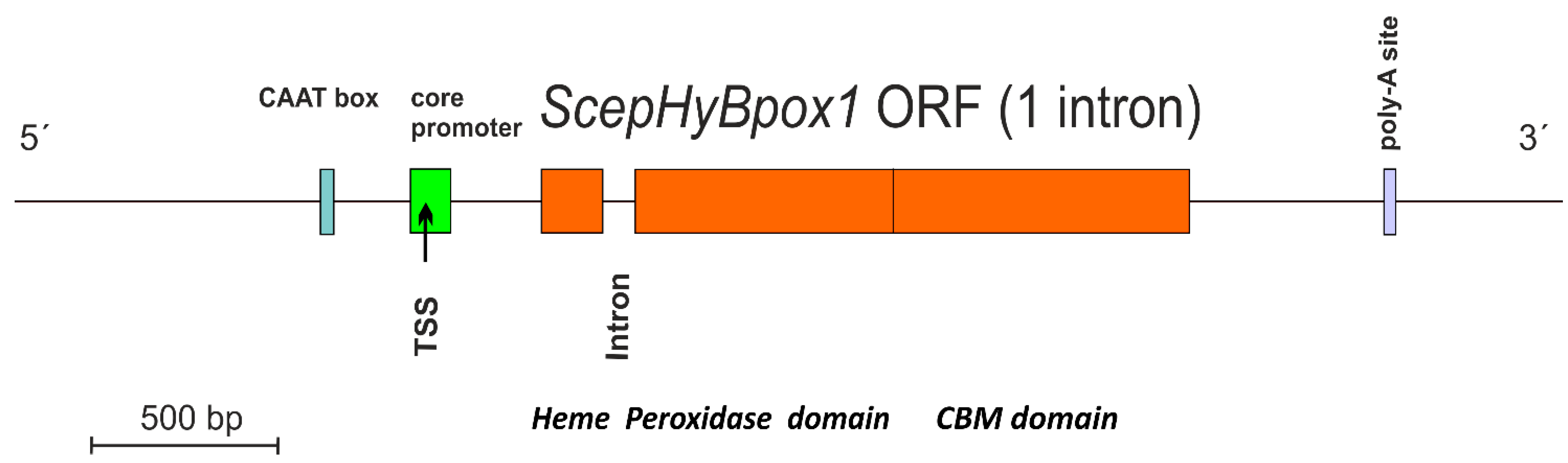 Biology 11 00459 g001