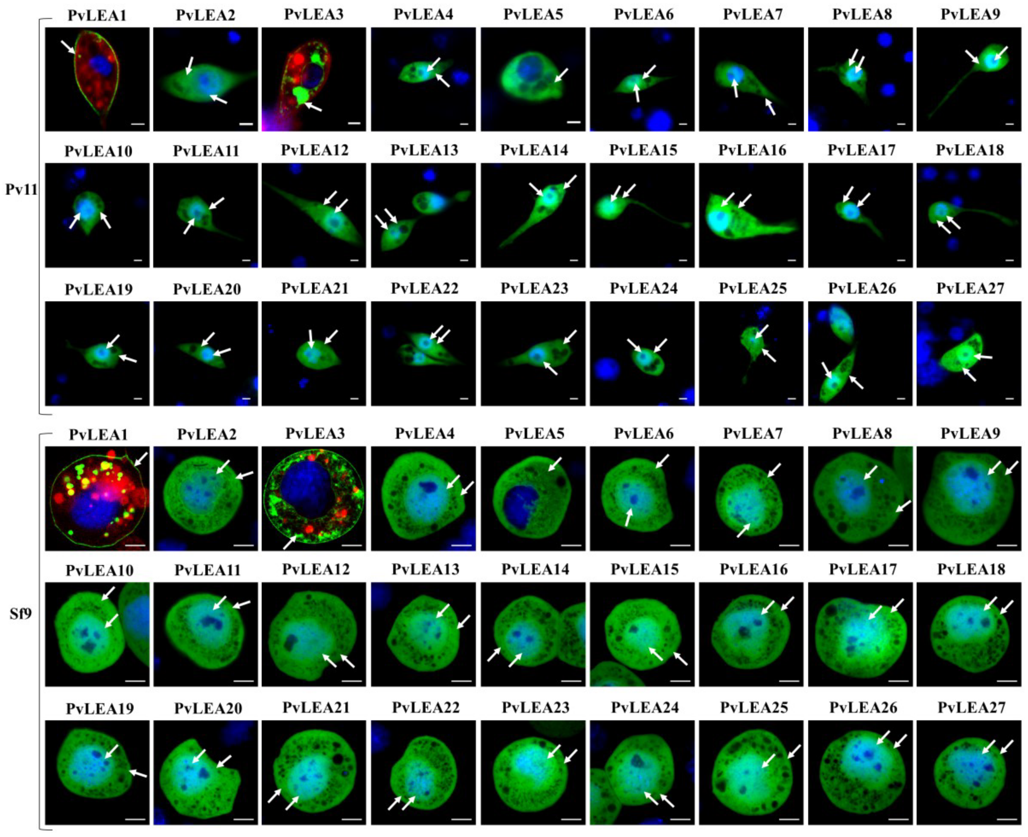 Biology 11 00487 g003
