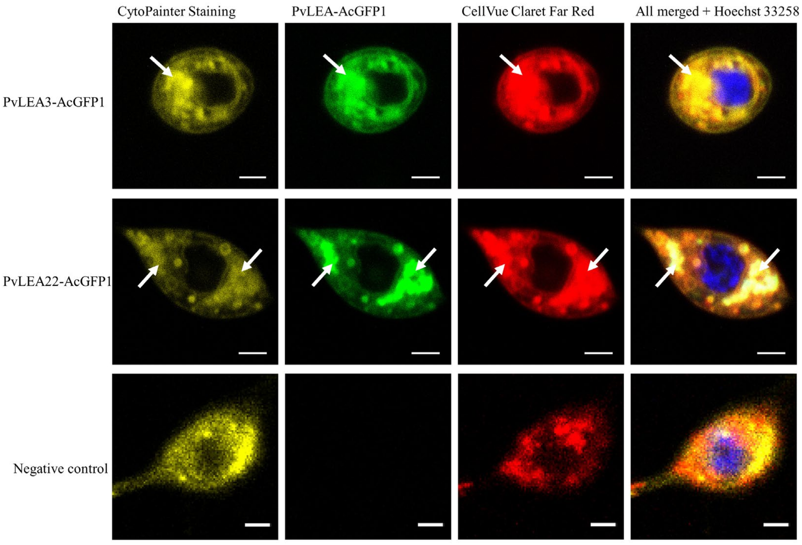 Biology 11 00487 g004