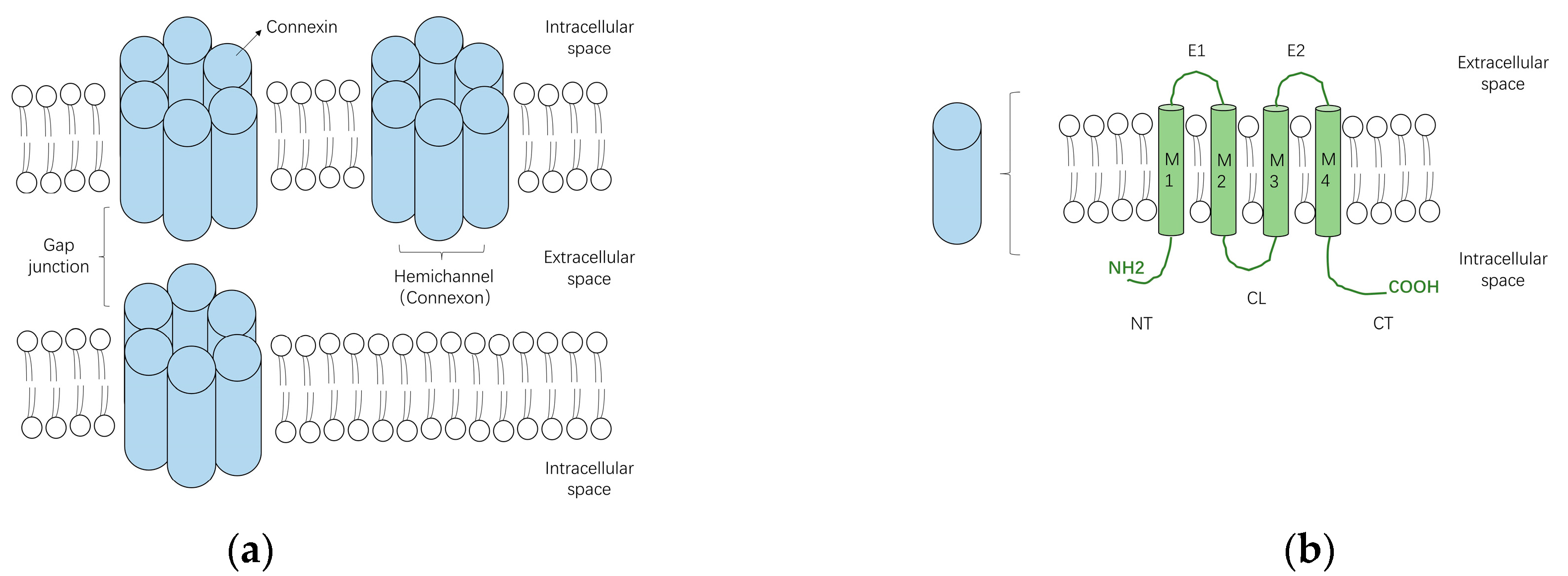 Biology 11 00489 g001