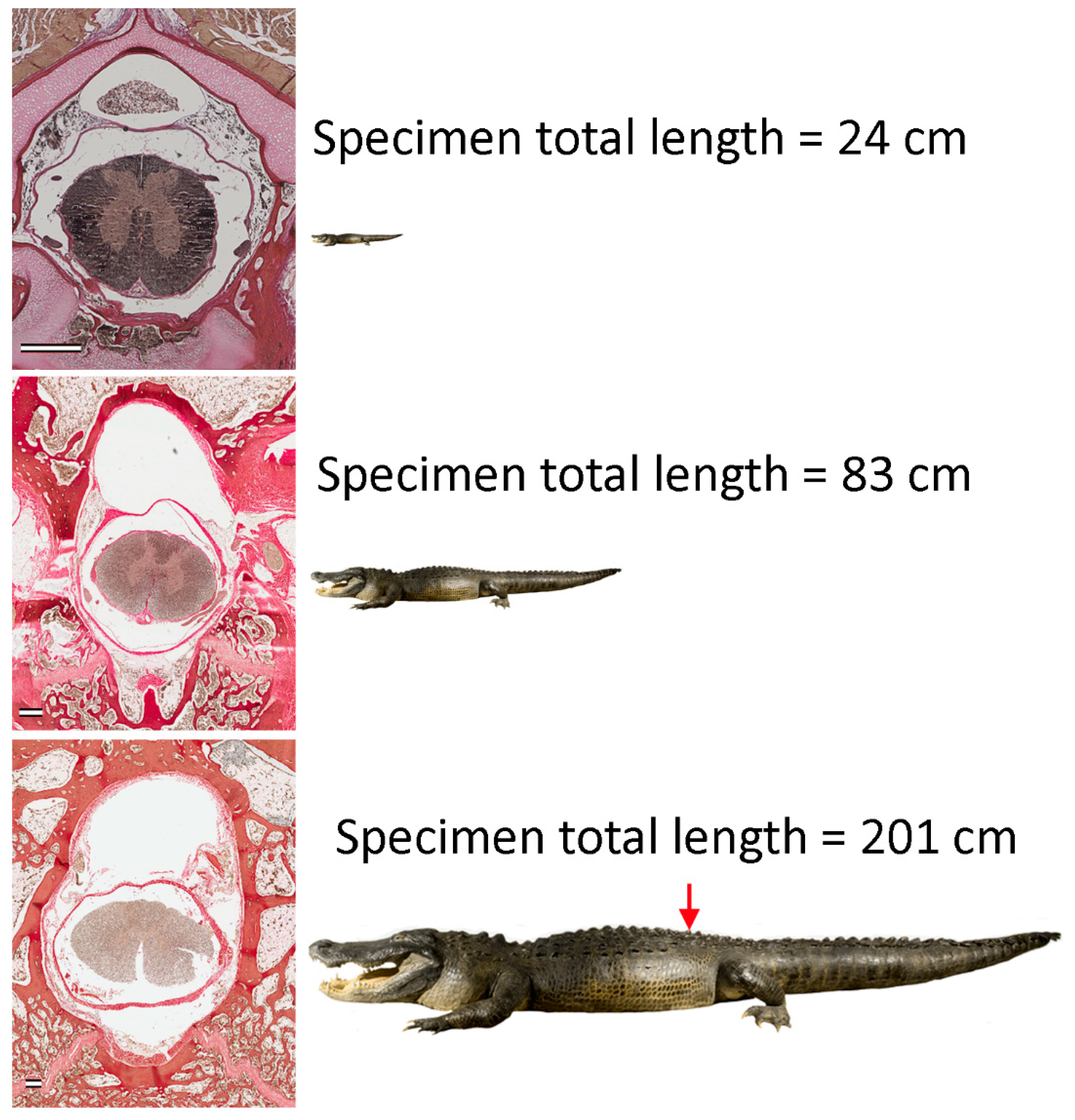 Biology 11 00514 g001 Biology 11 00514 g001
