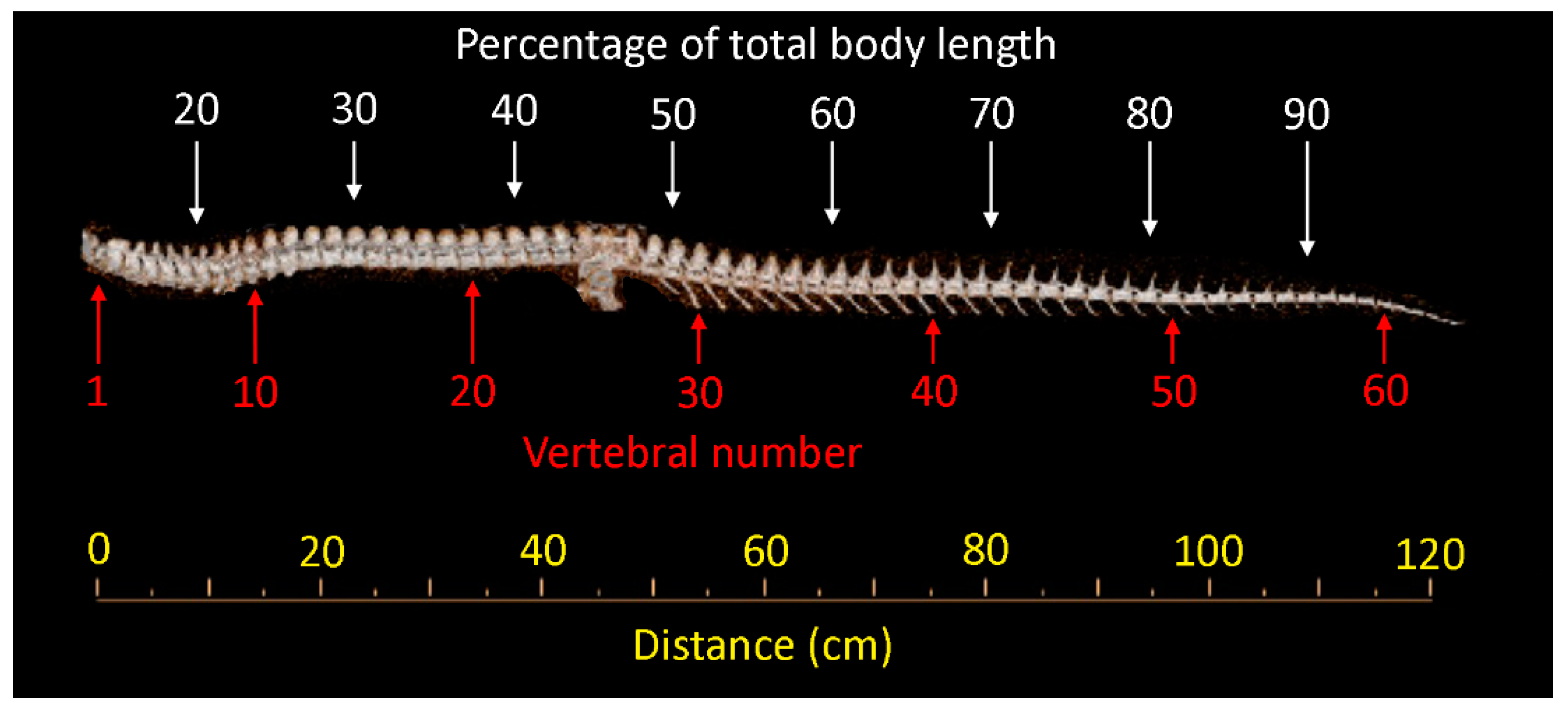 Biology 11 00514 g004 Biology 11 00514 g004