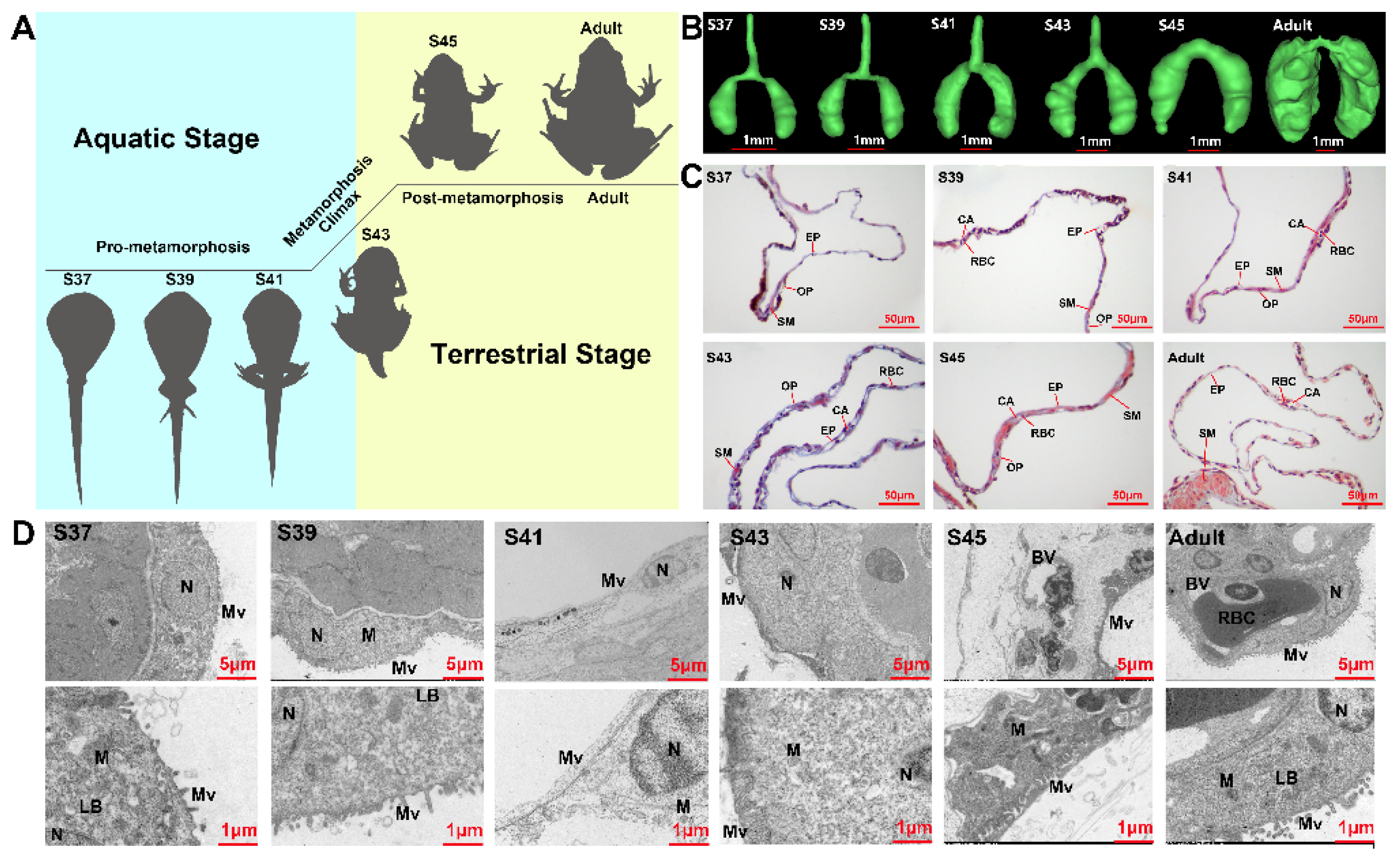 Biology 11 00528 g001