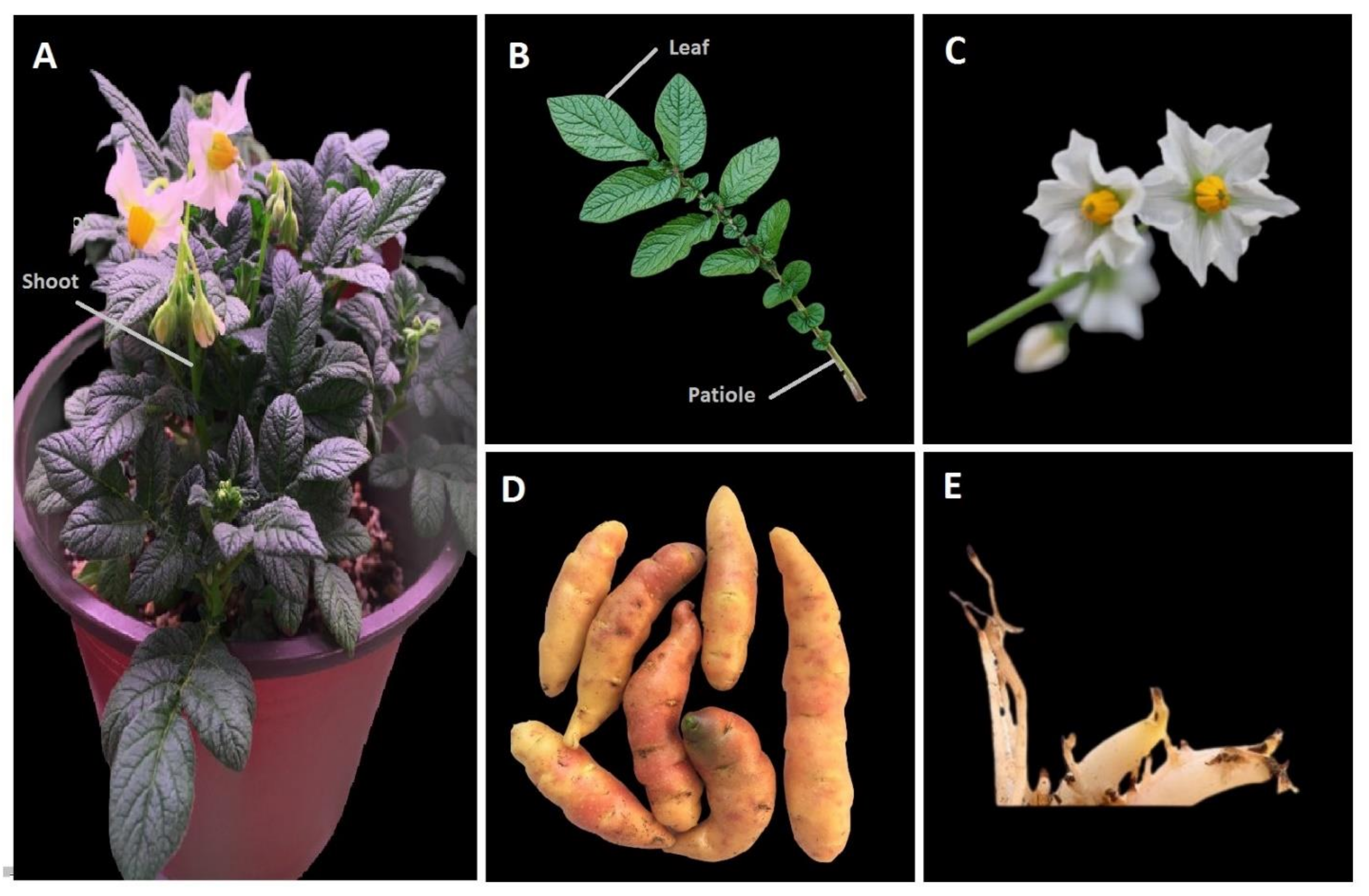 Biology 11 00539 g001