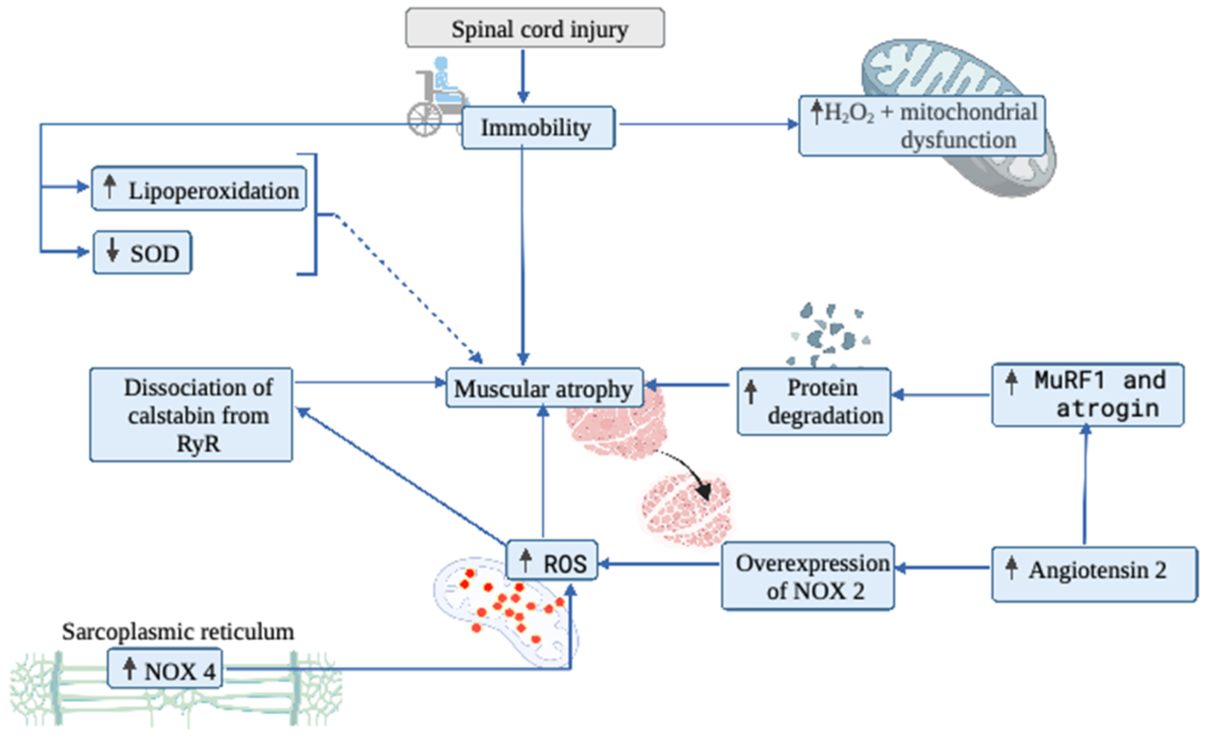 Biology 11 00550 g003 Biology 11 00550 g003