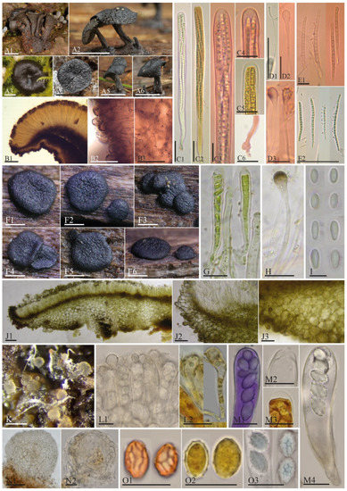 Biology 11 00583 g006