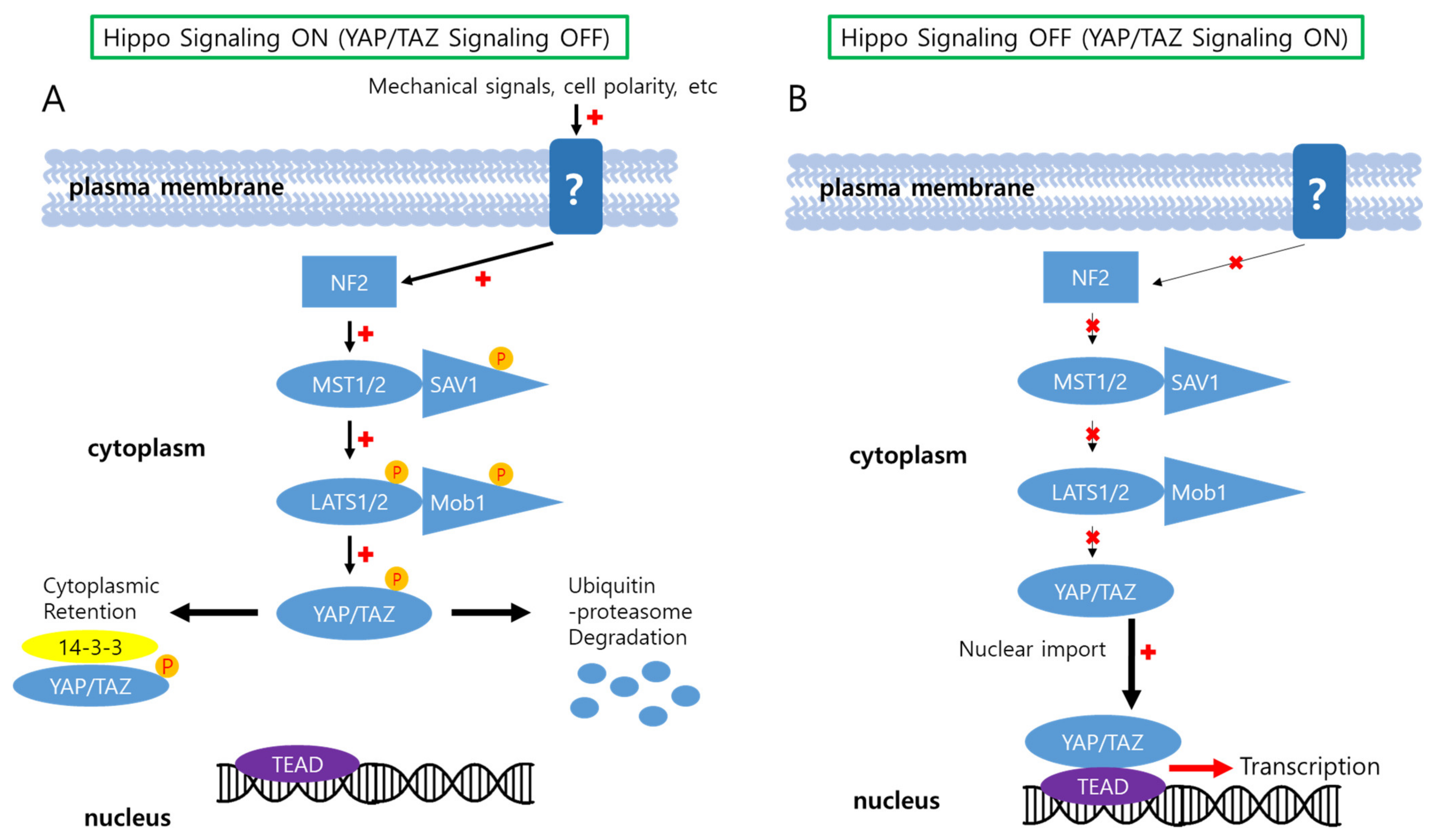 Biology 11 00585 g001 Biology 11 00585 g001