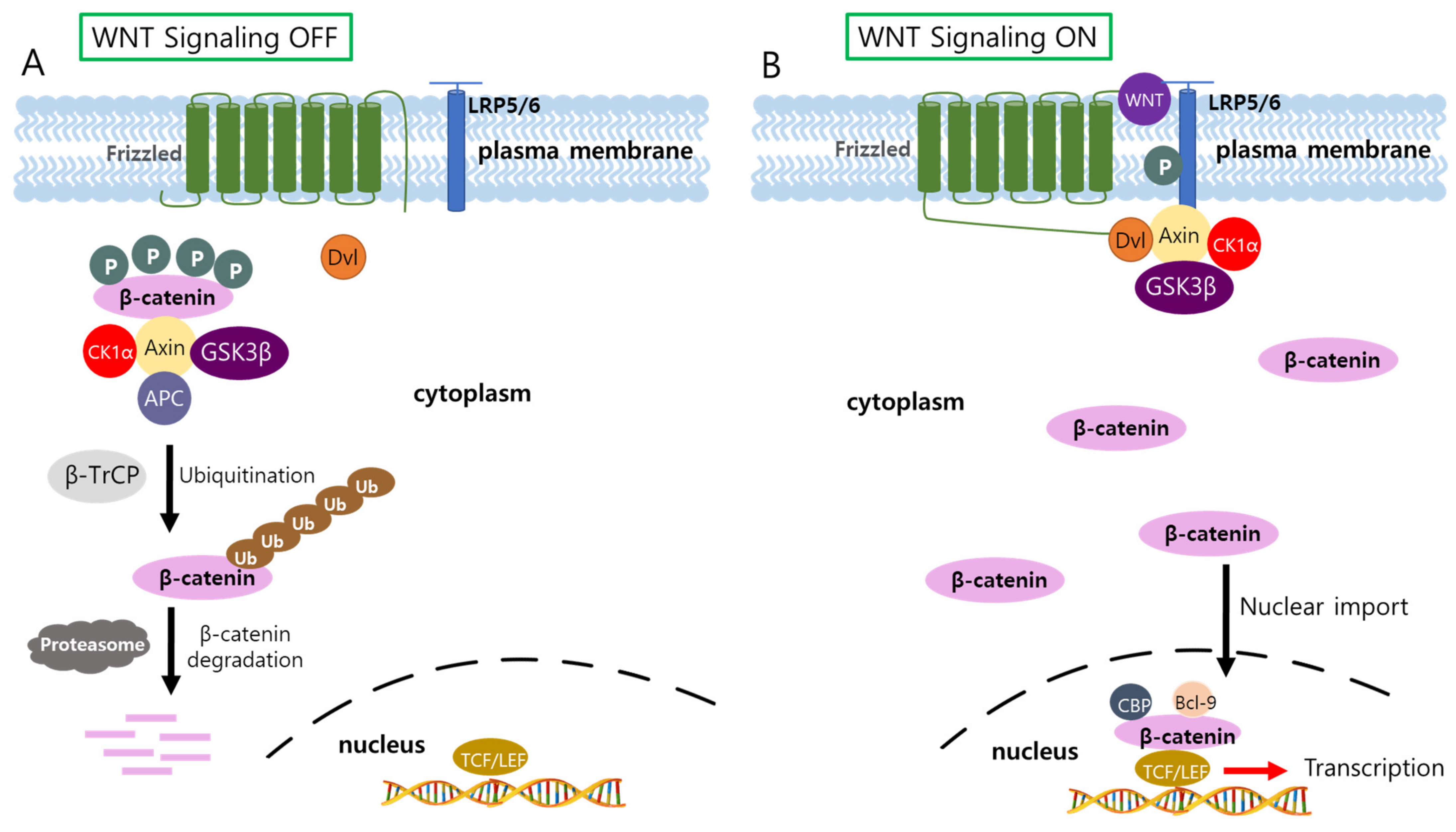 Biology 11 00585 g003 Biology 11 00585 g003