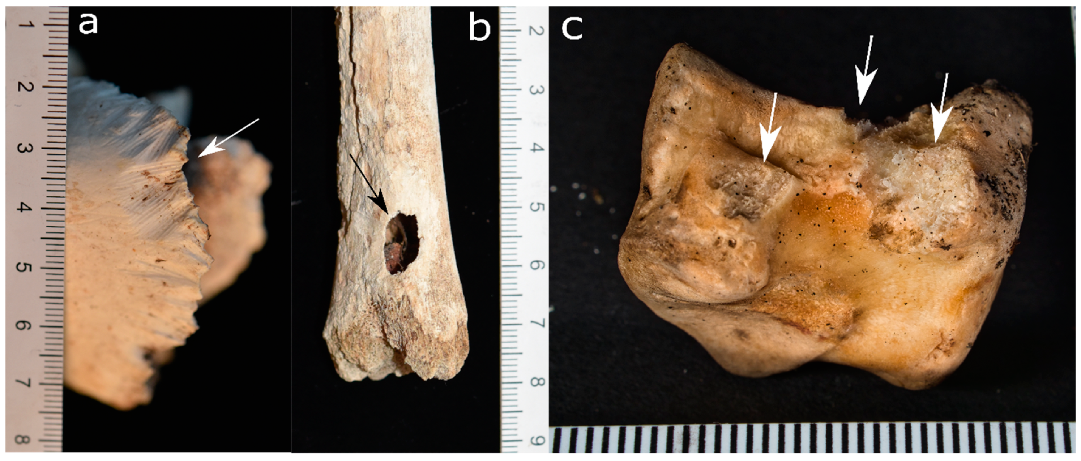 Biology 11 00601 g009 Biology 11 00601 g009
