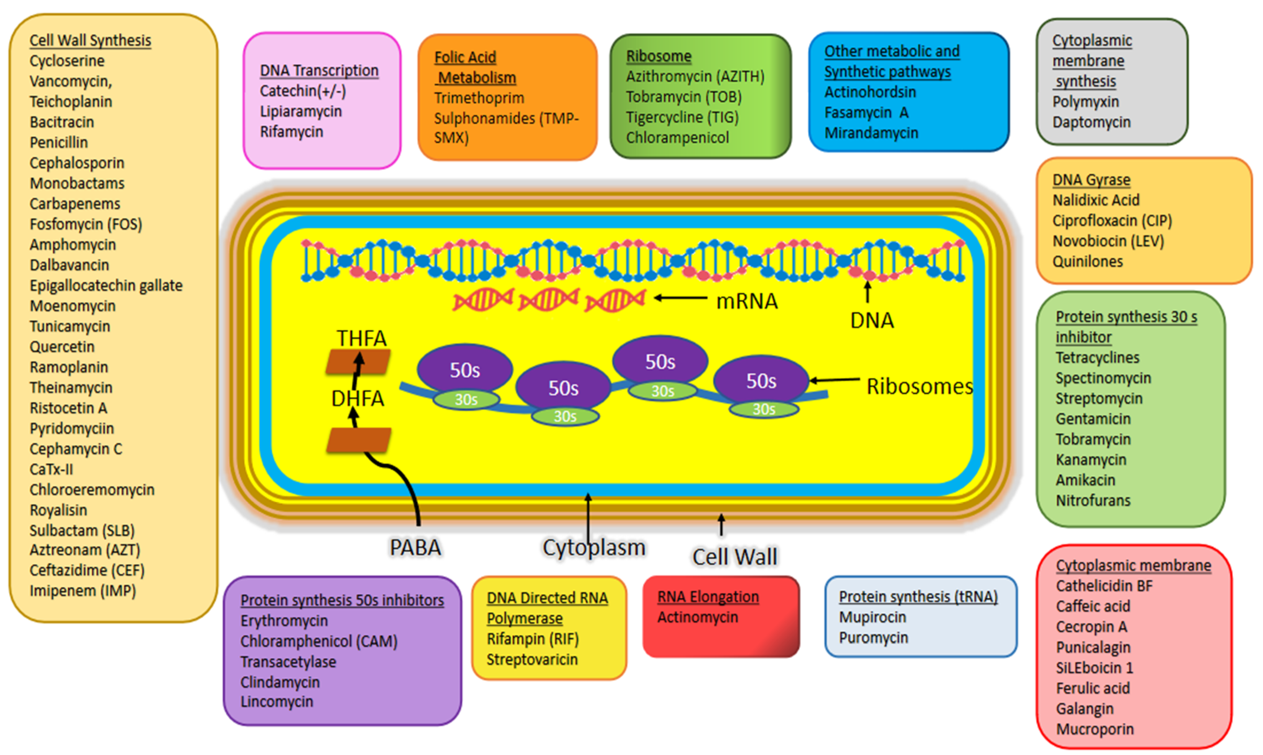 Biology 11 00624 g001