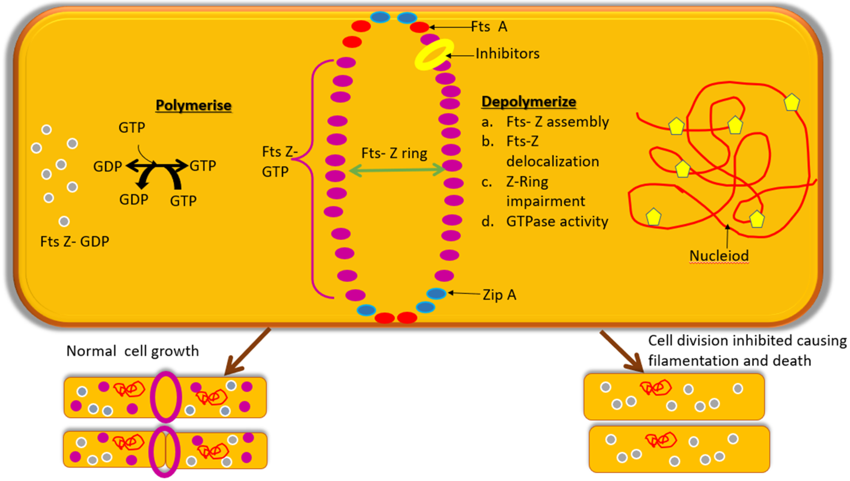 Biology 11 00624 g002