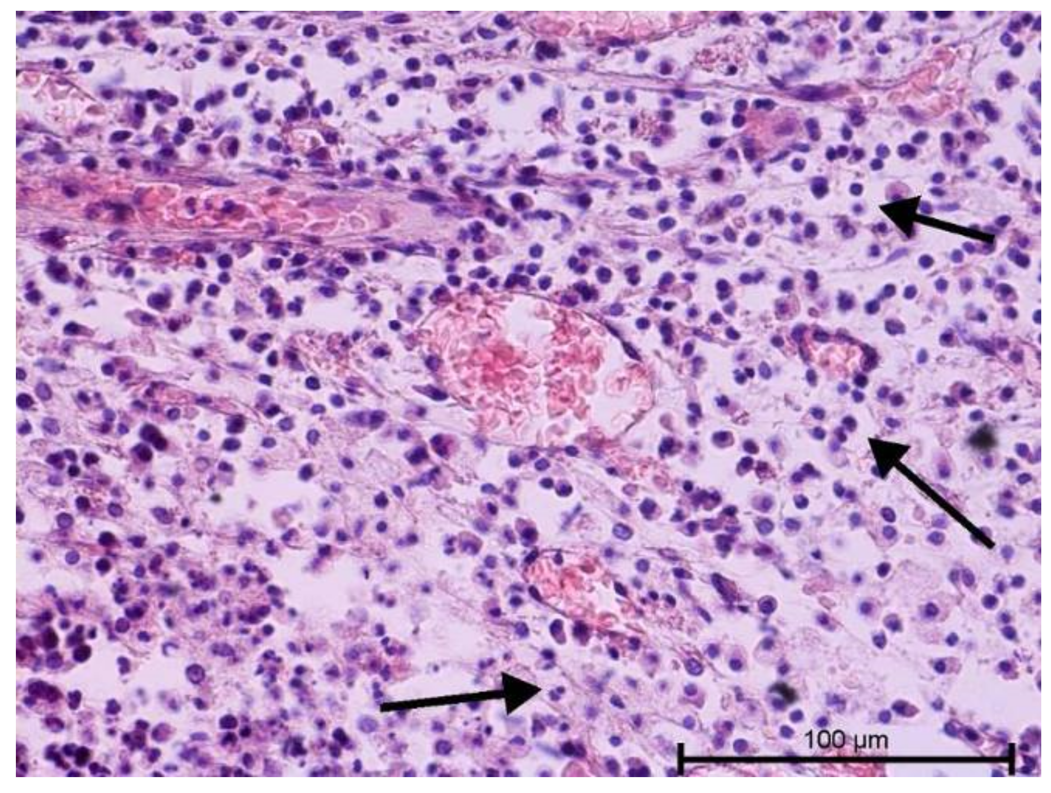 Biology 11 00635 g004