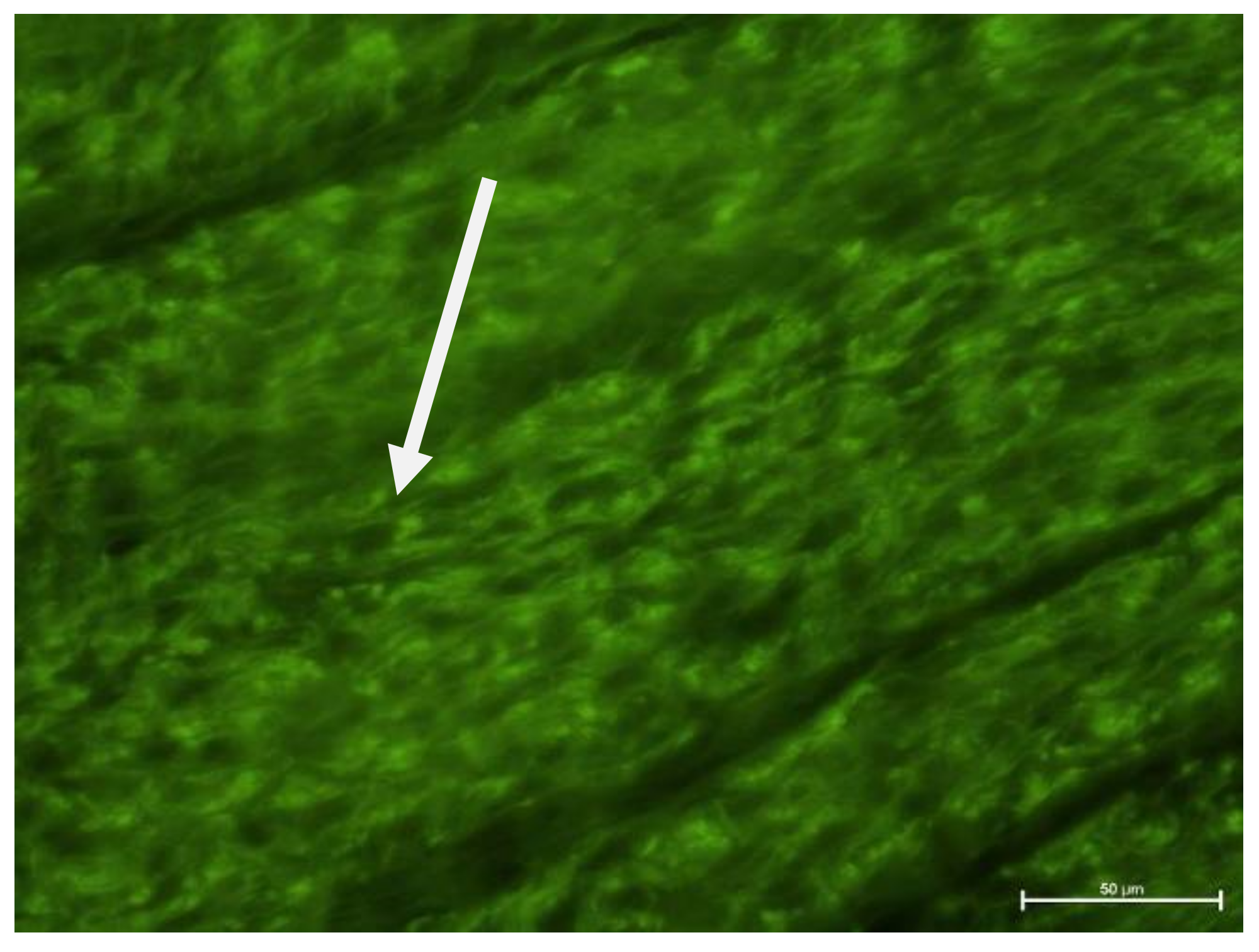 Biology 11 00635 g005