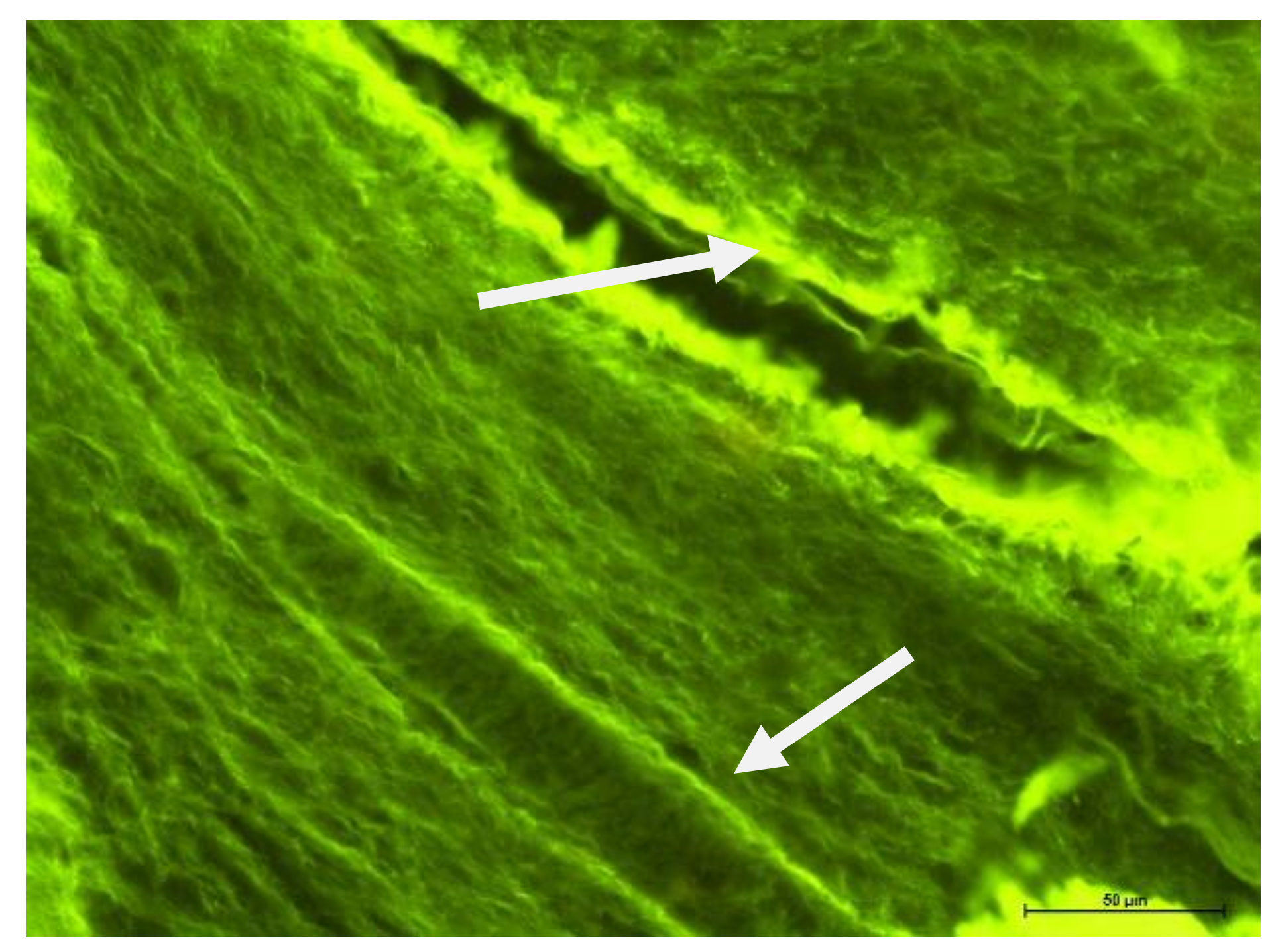 Biology 11 00635 g006